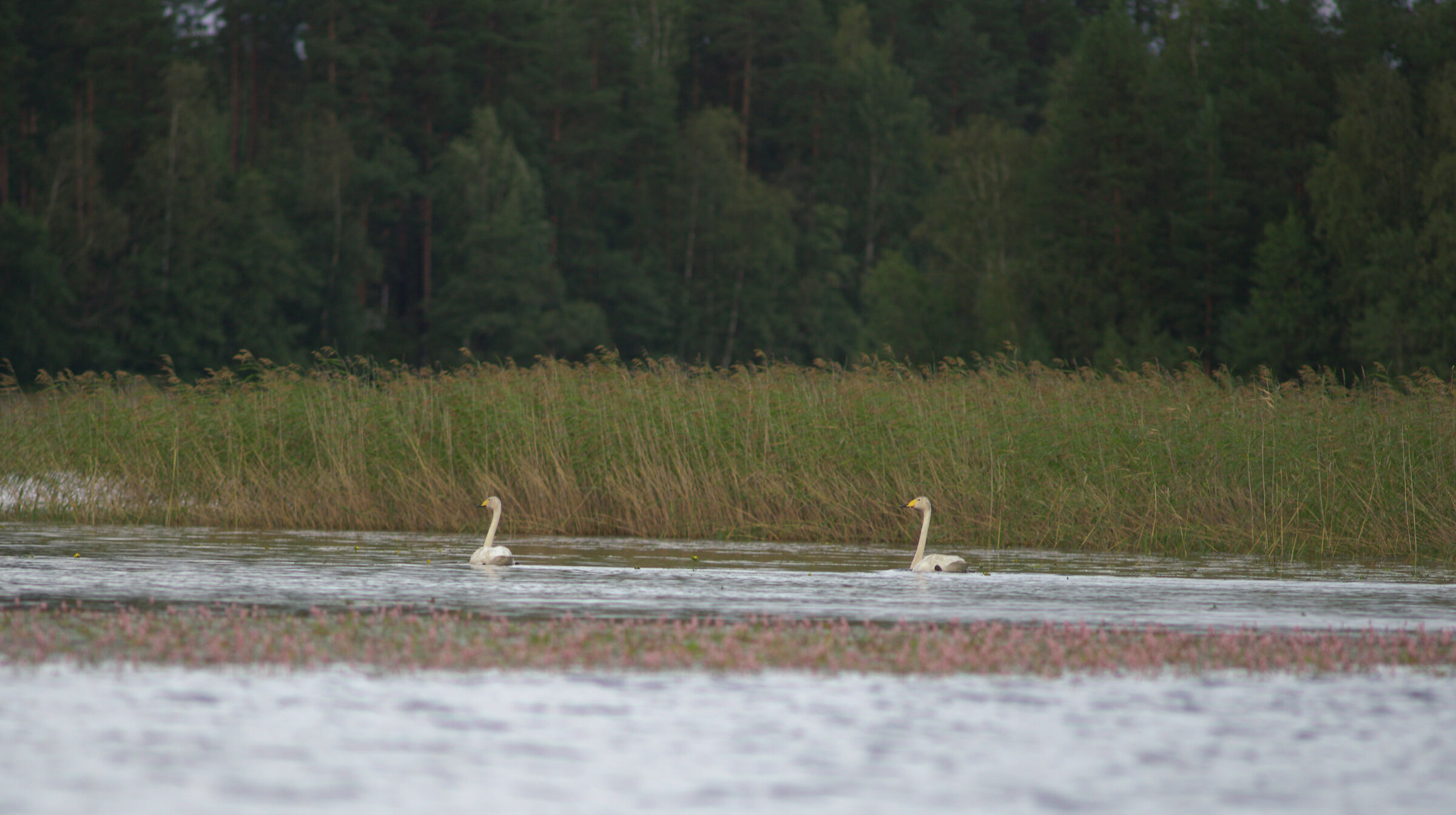 swan pair - Southeast Finland