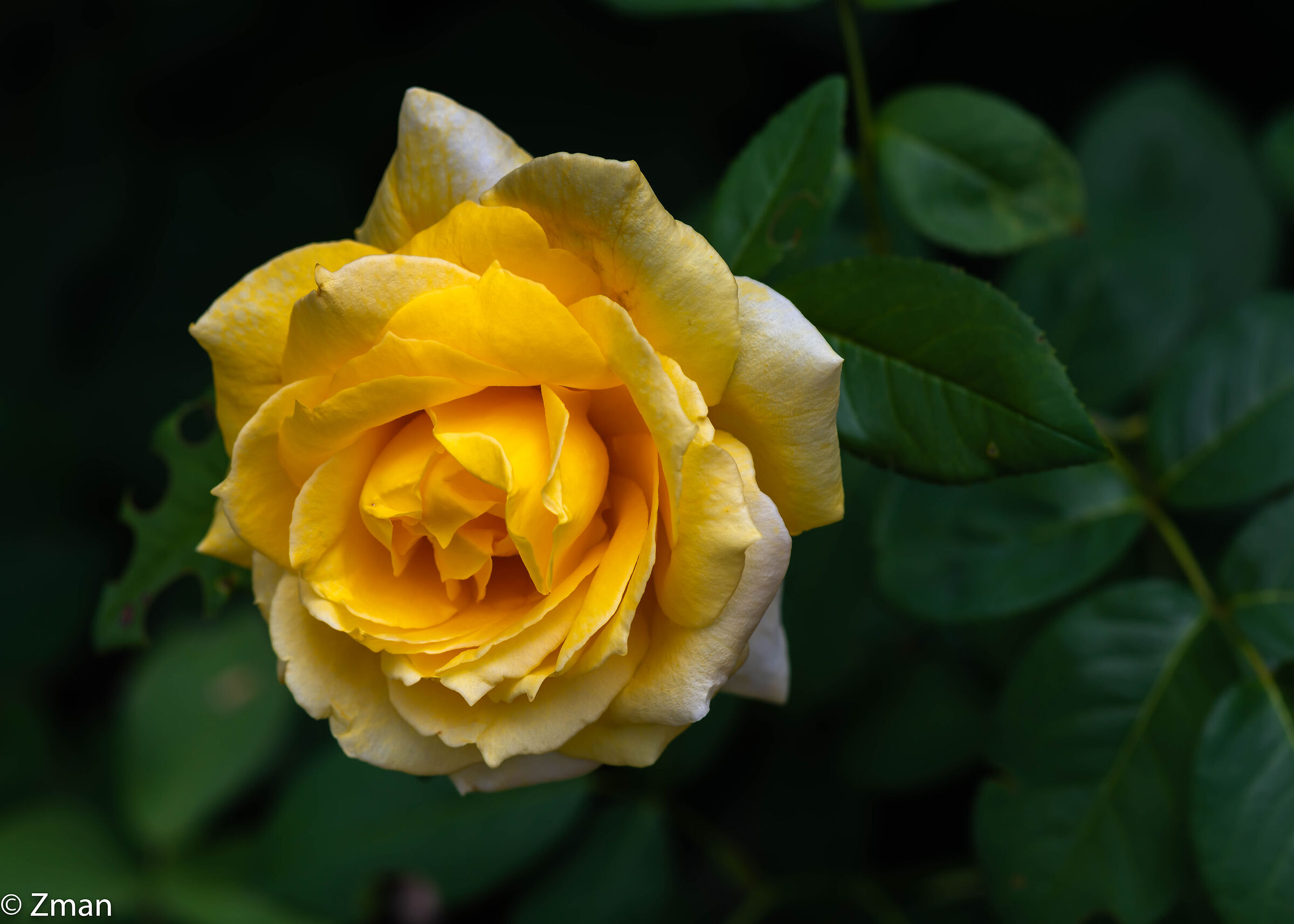 Yellow Rose