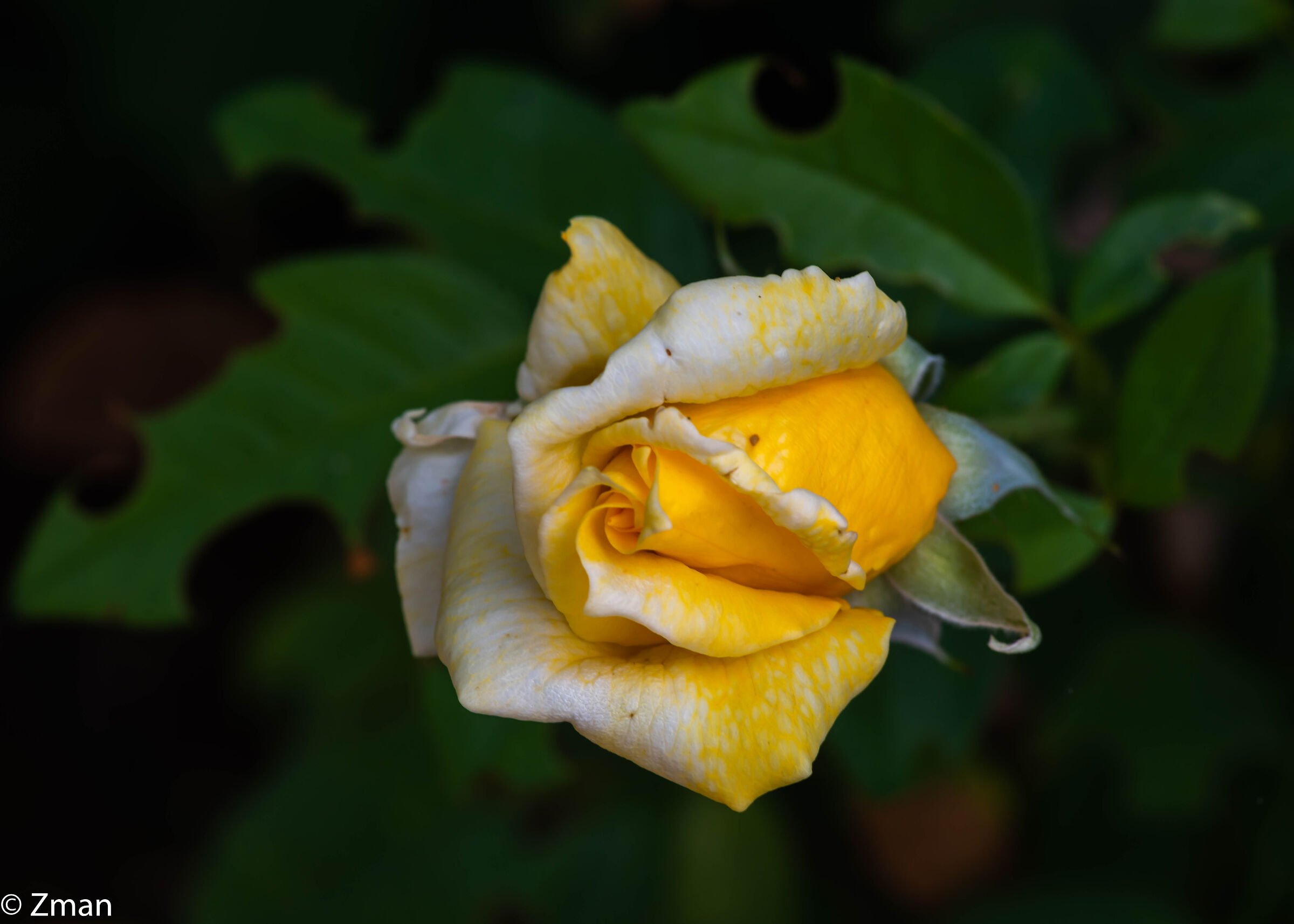 Yellow Rose
