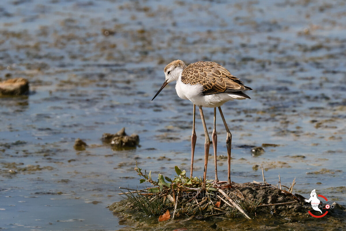 Cavaliere d'Italia "quadrupedem"