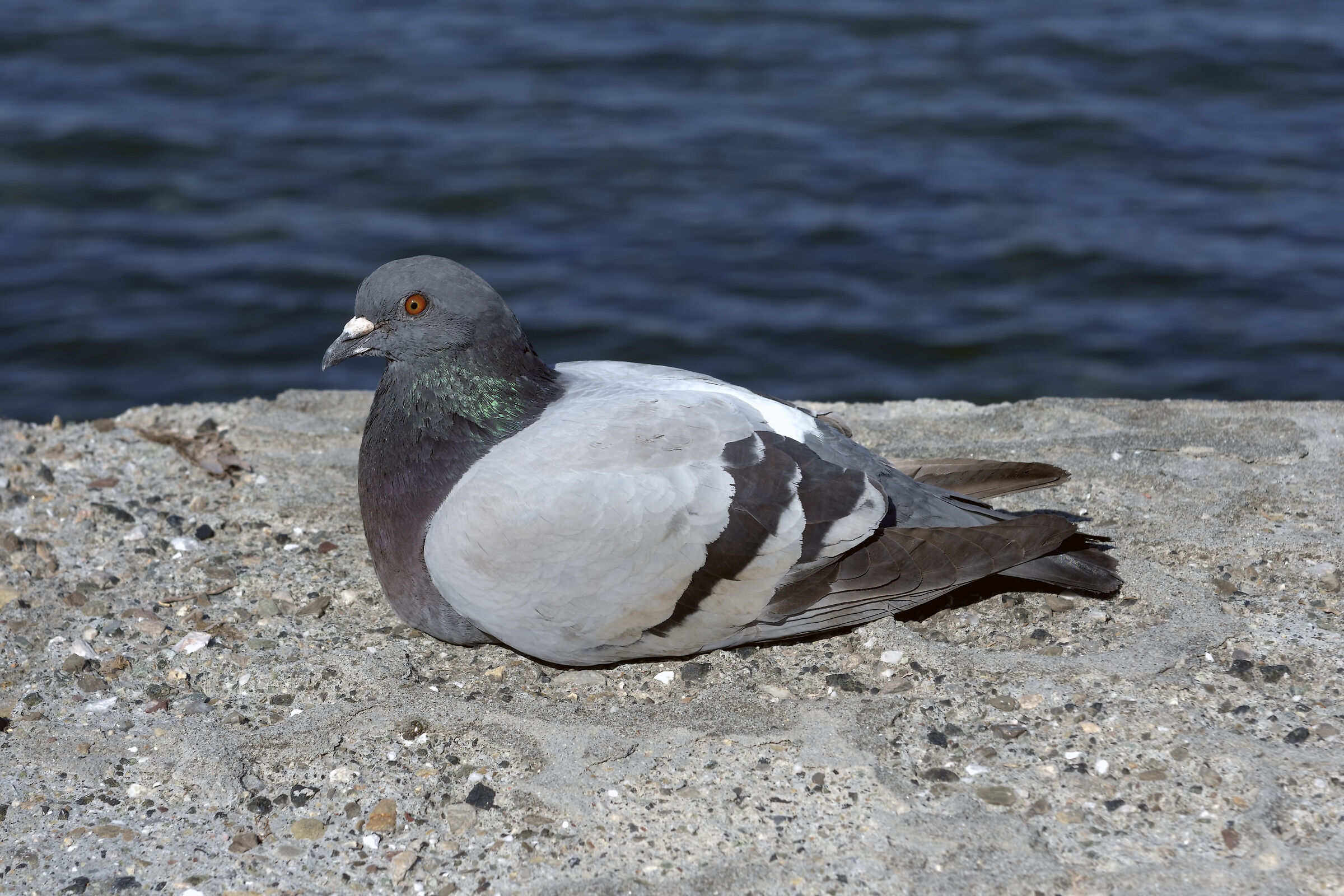 Piccione che prende la tintarella
