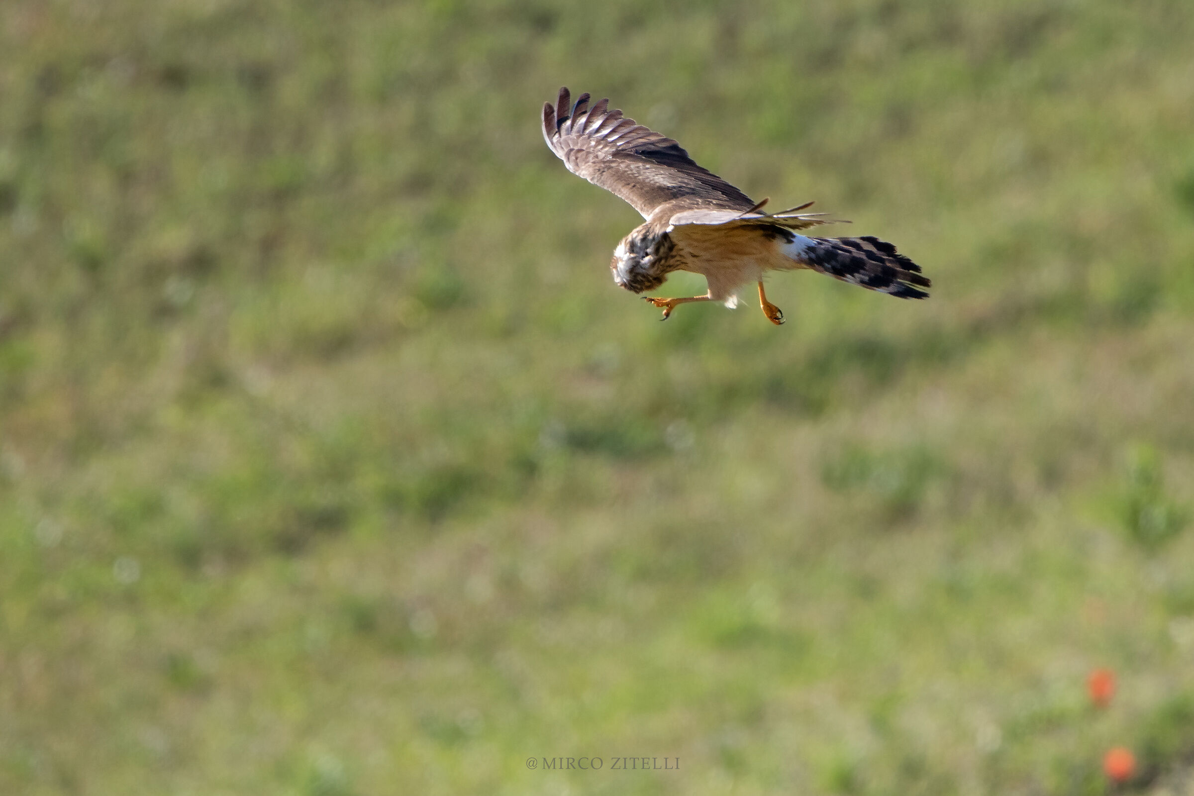 Albanella minor (juv)