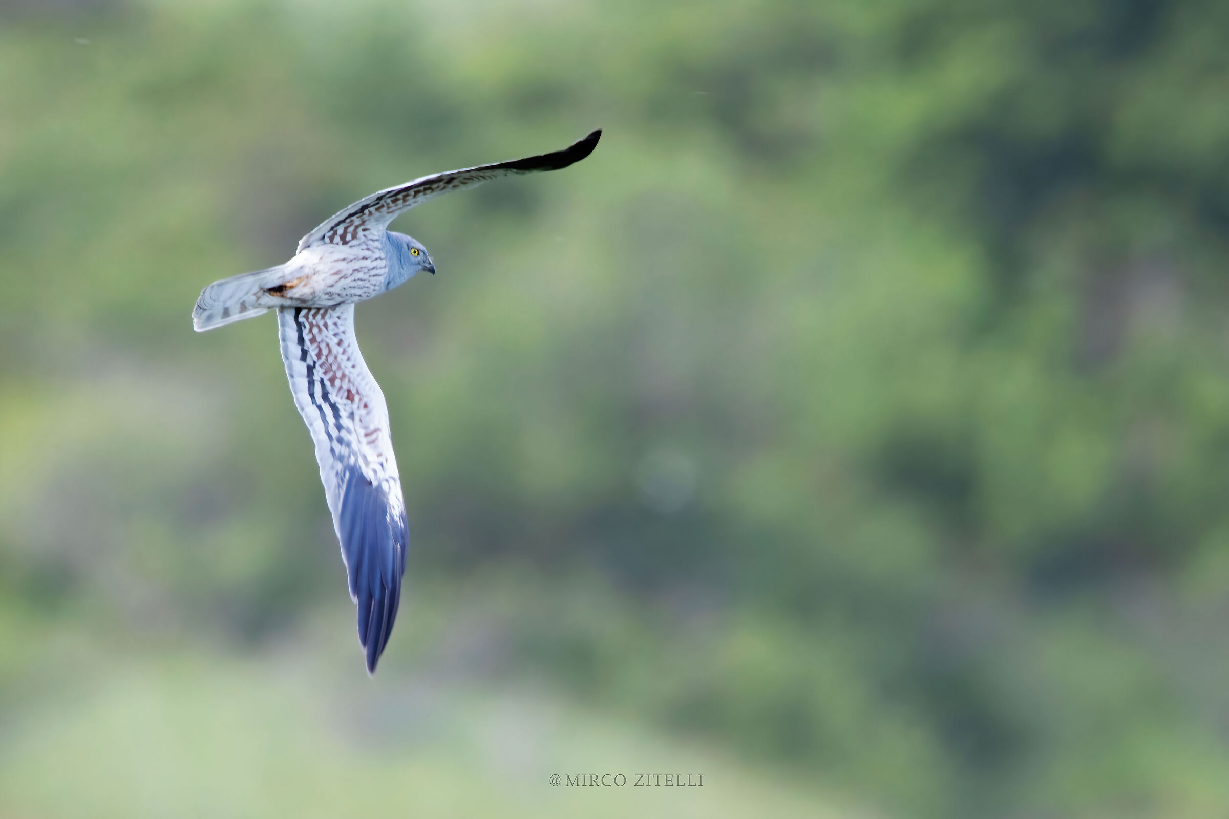 Albanella minore (maschio)