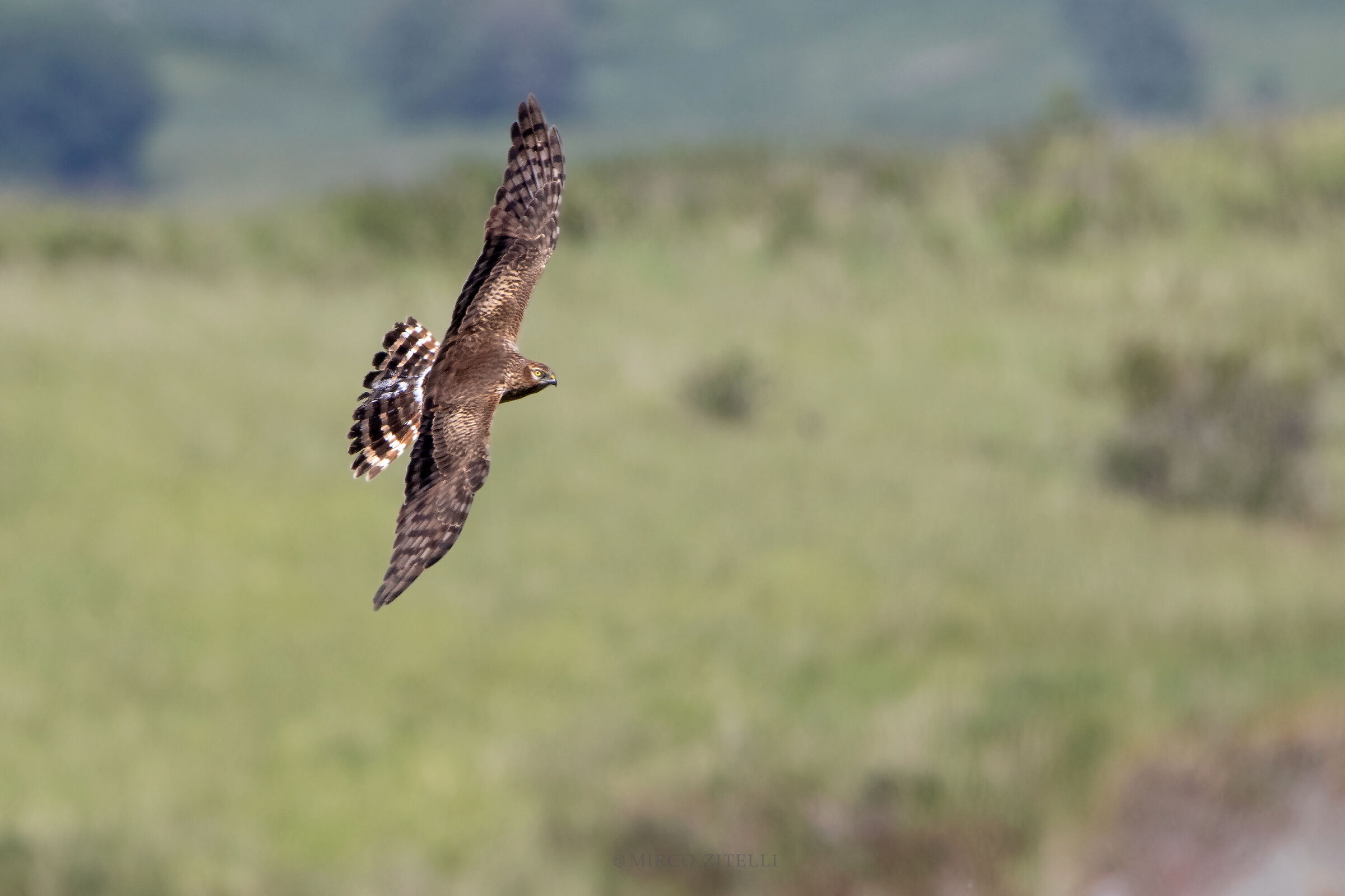 Albanella minore (femmina)