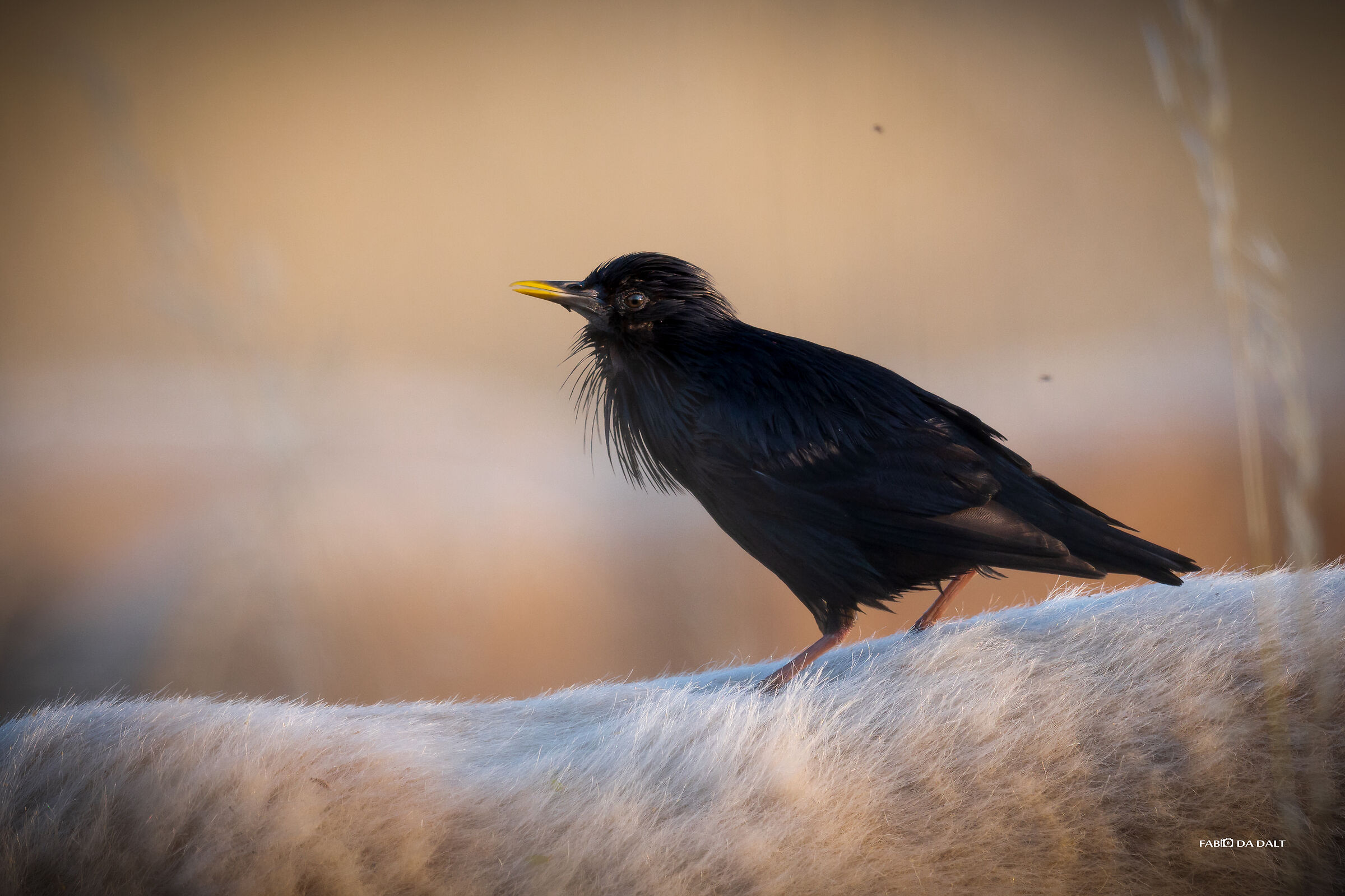 Black Starling