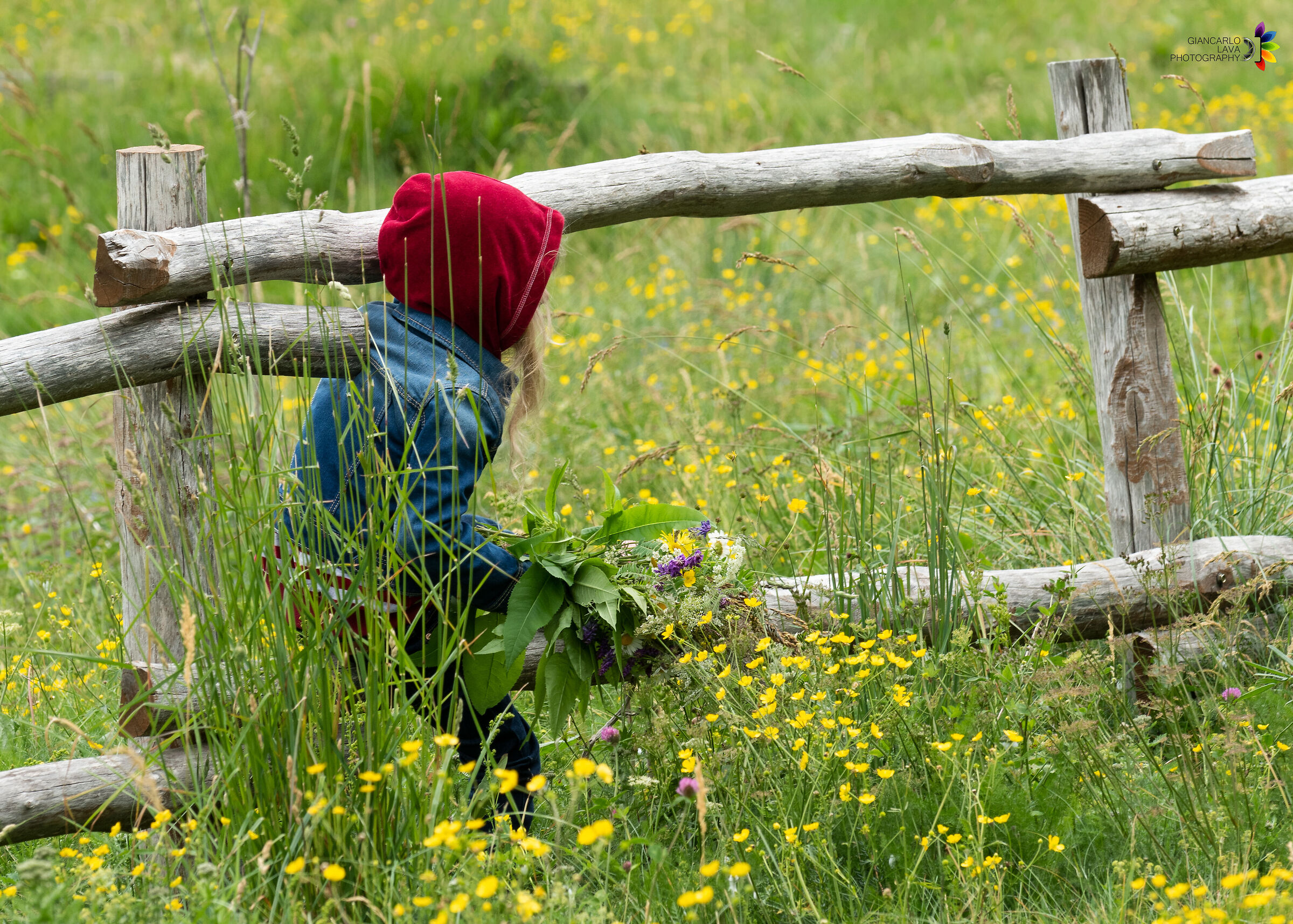 Collecting wildflowers ..