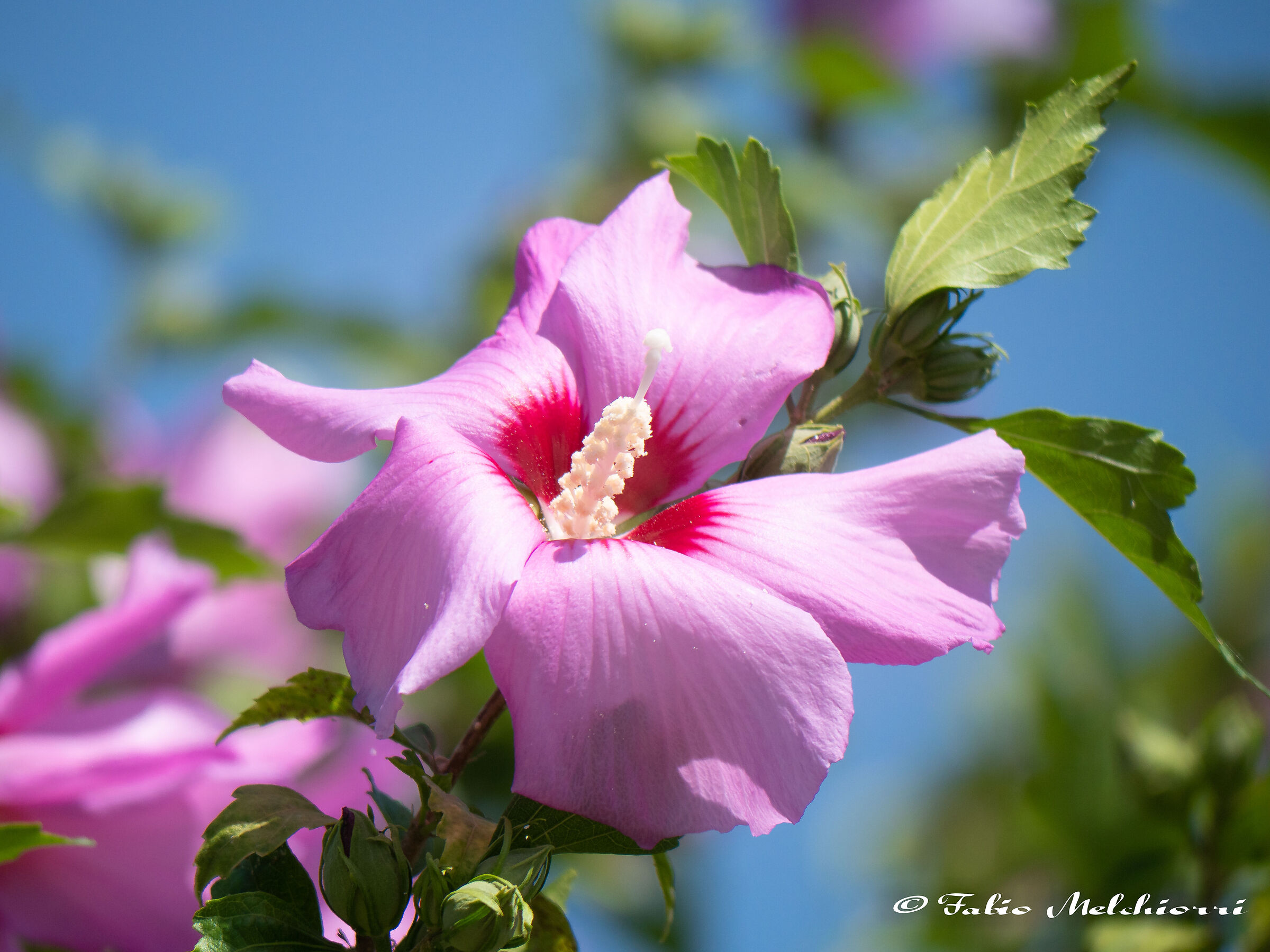 Hibiscus "Sharon's Pink Aphrodite"