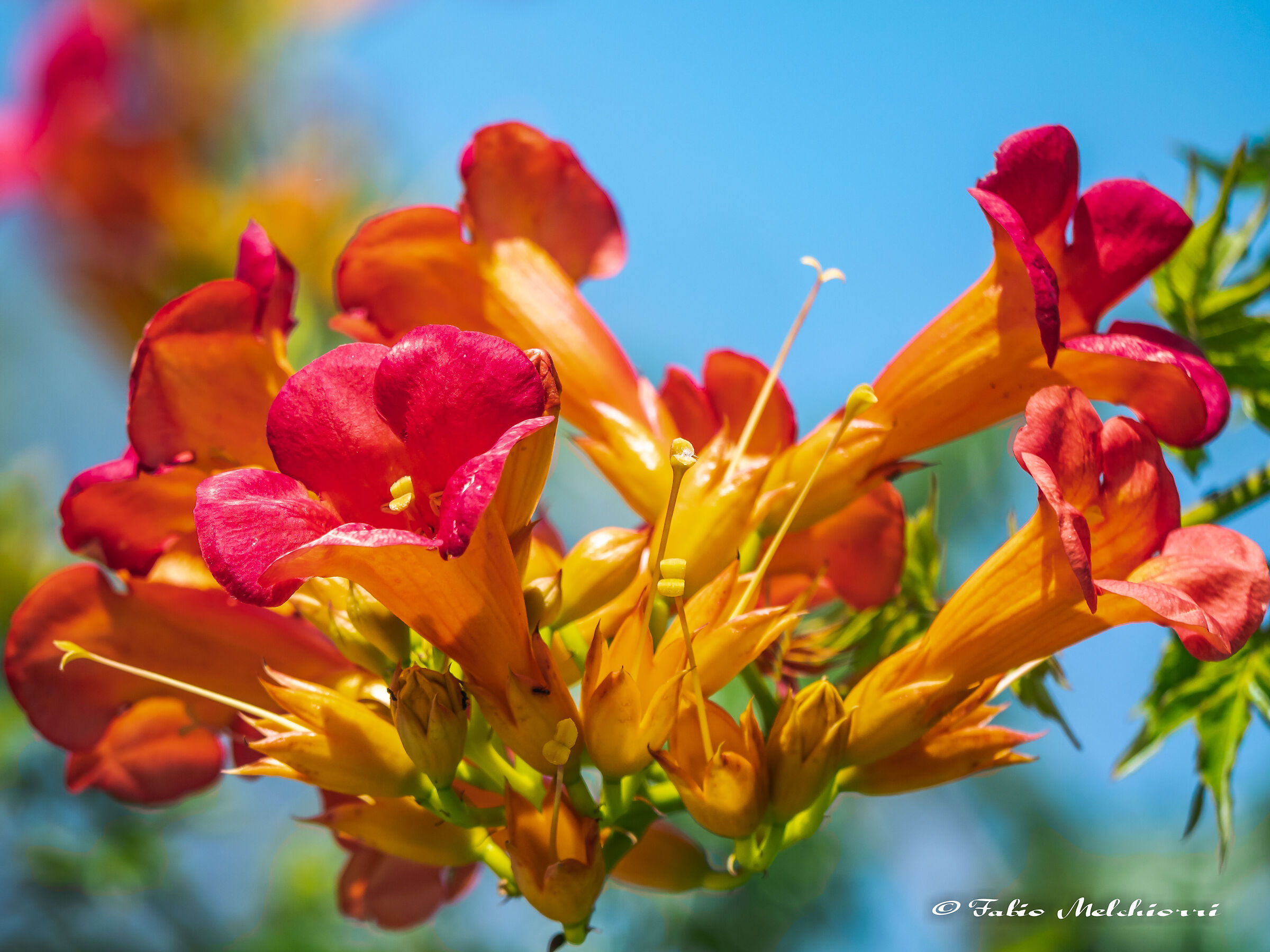 Campsis "Climbing Trumpet Vine"