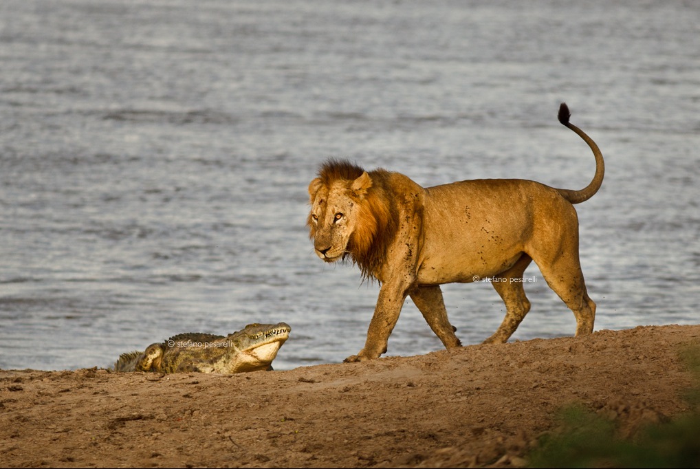 Crocodile vs Lion
