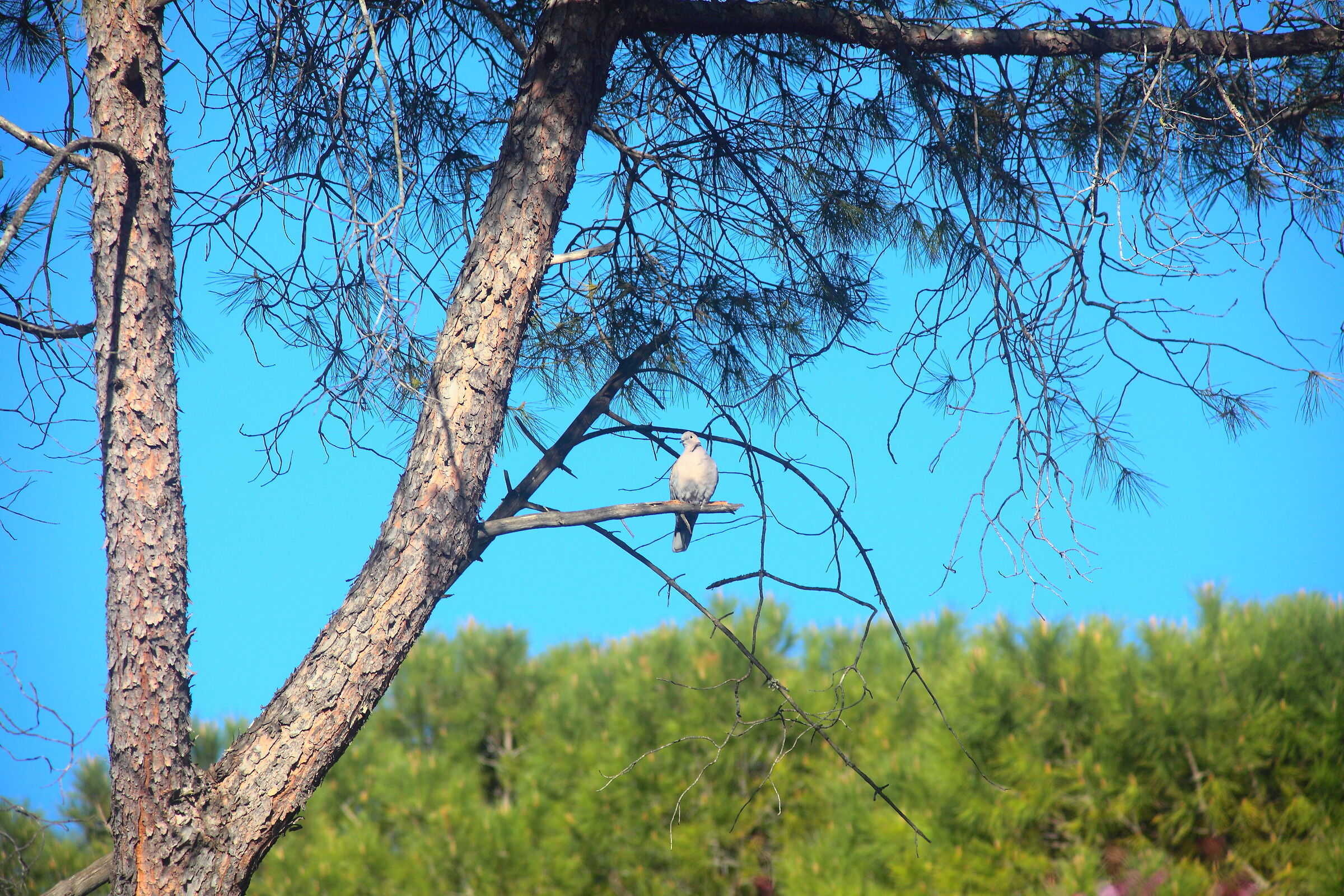 Esperimento obiettivo con Tortora.
