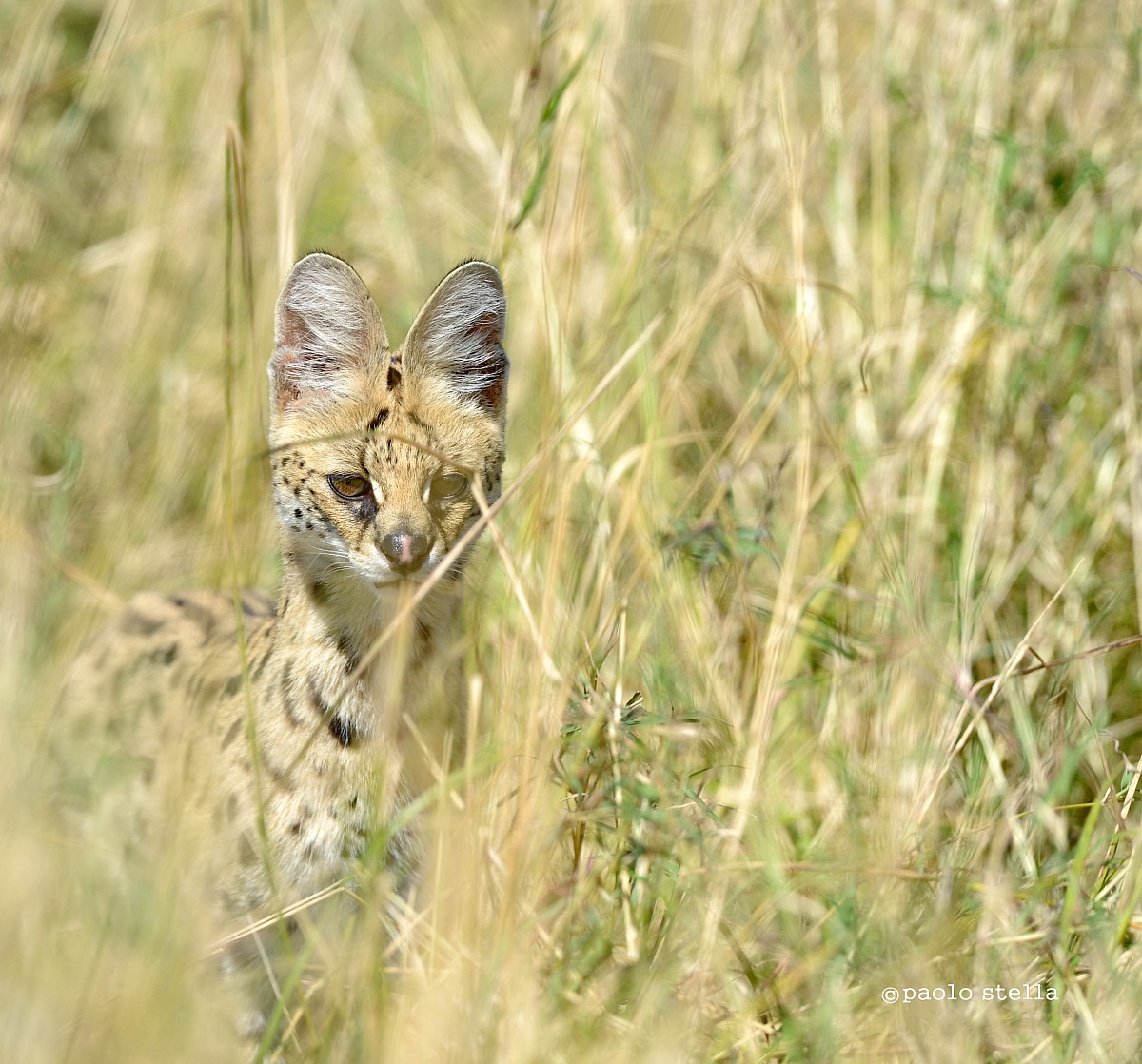 serval hunting