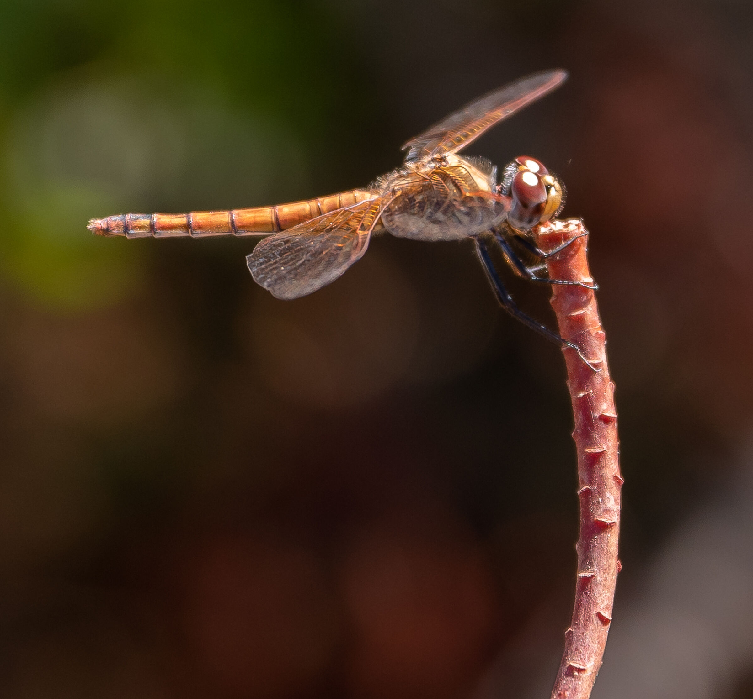 Una libellula sarda