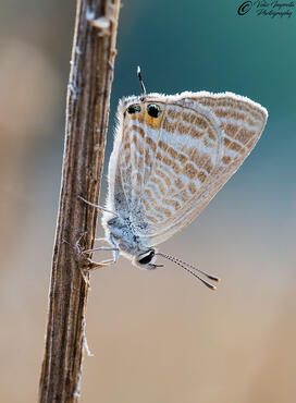 Lampides boeticus
