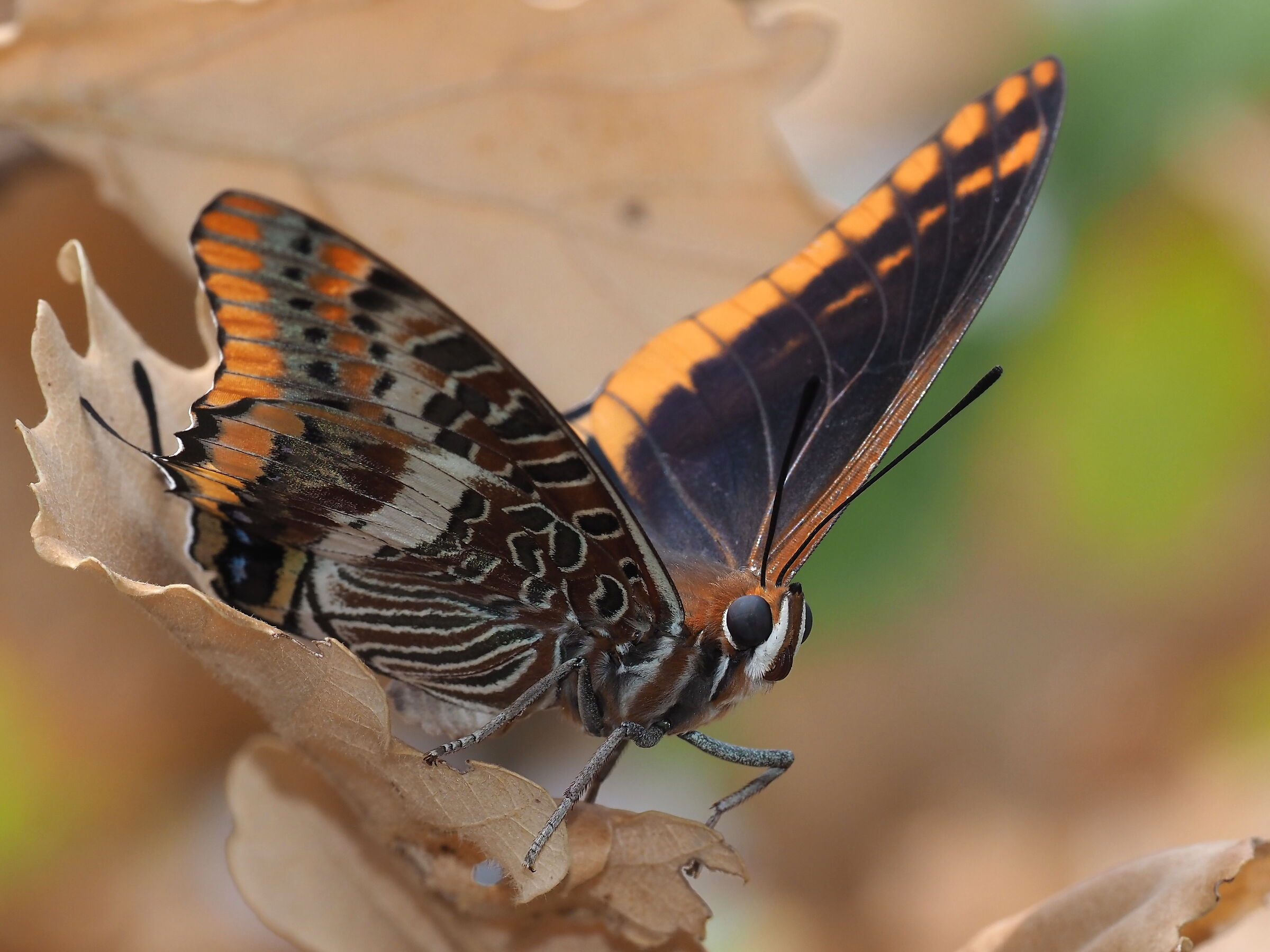 charaxes jasus