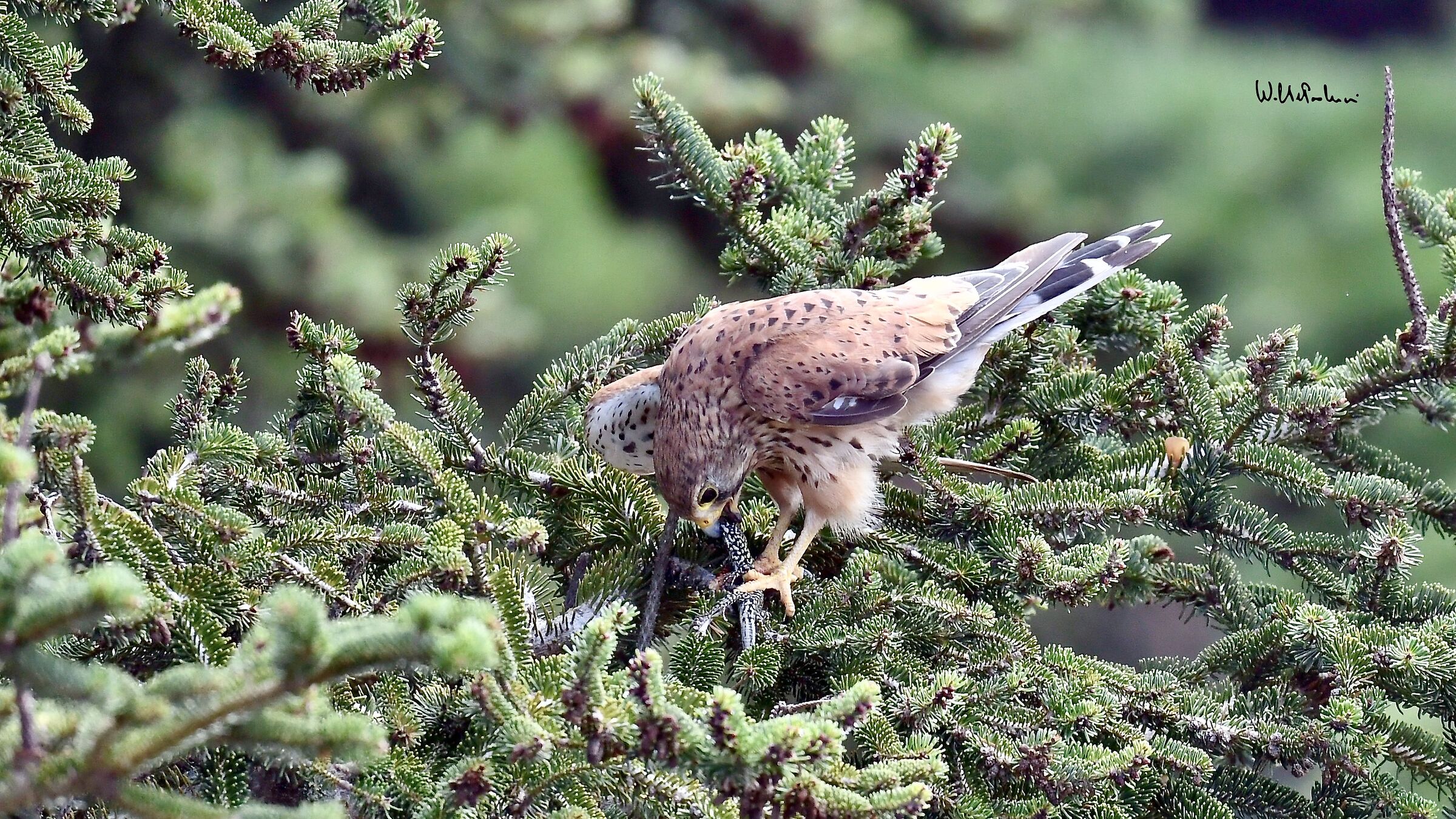 Kestrel with prey 4
