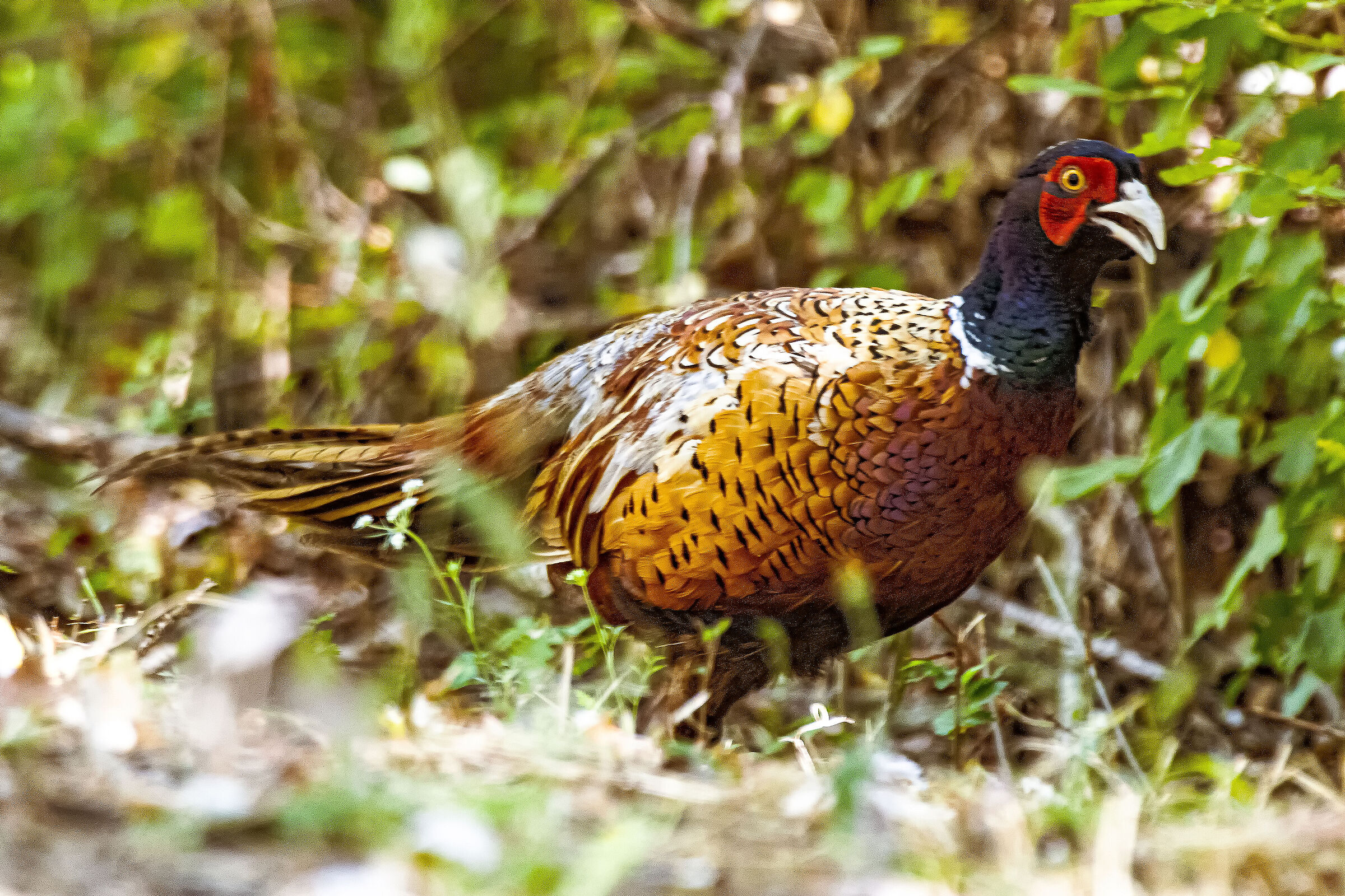Pheasant