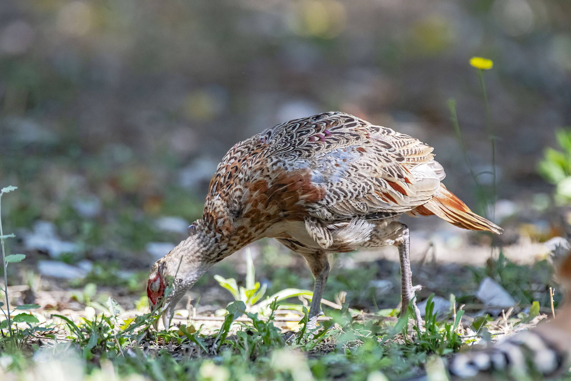 Pheasant at lunchtime