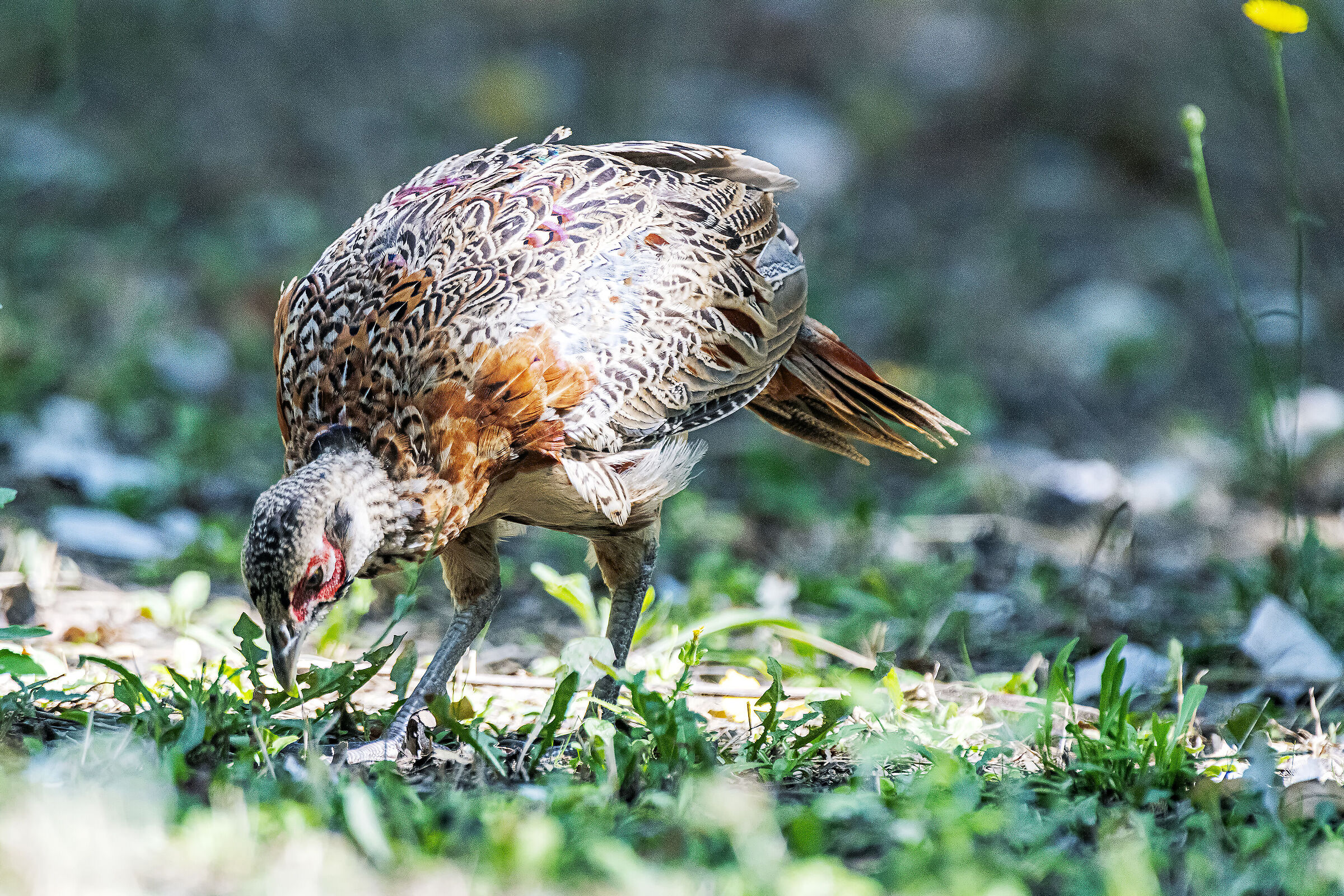 Pheasant at lunchtime