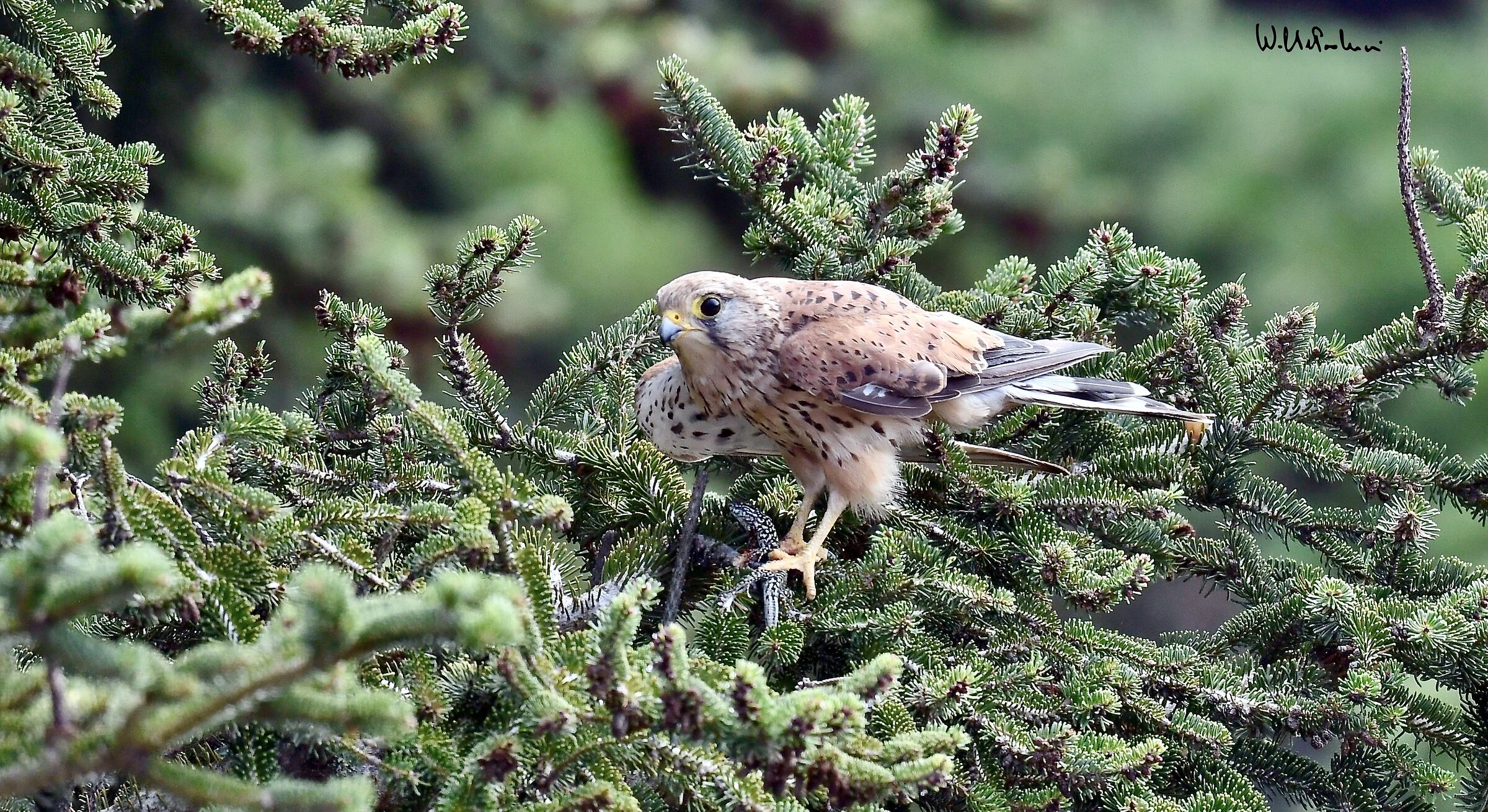 Kestrel with prey 5