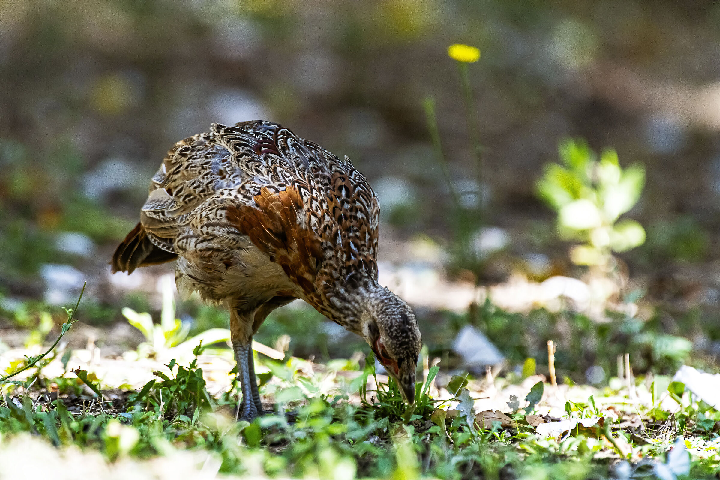 The pheasant pastura