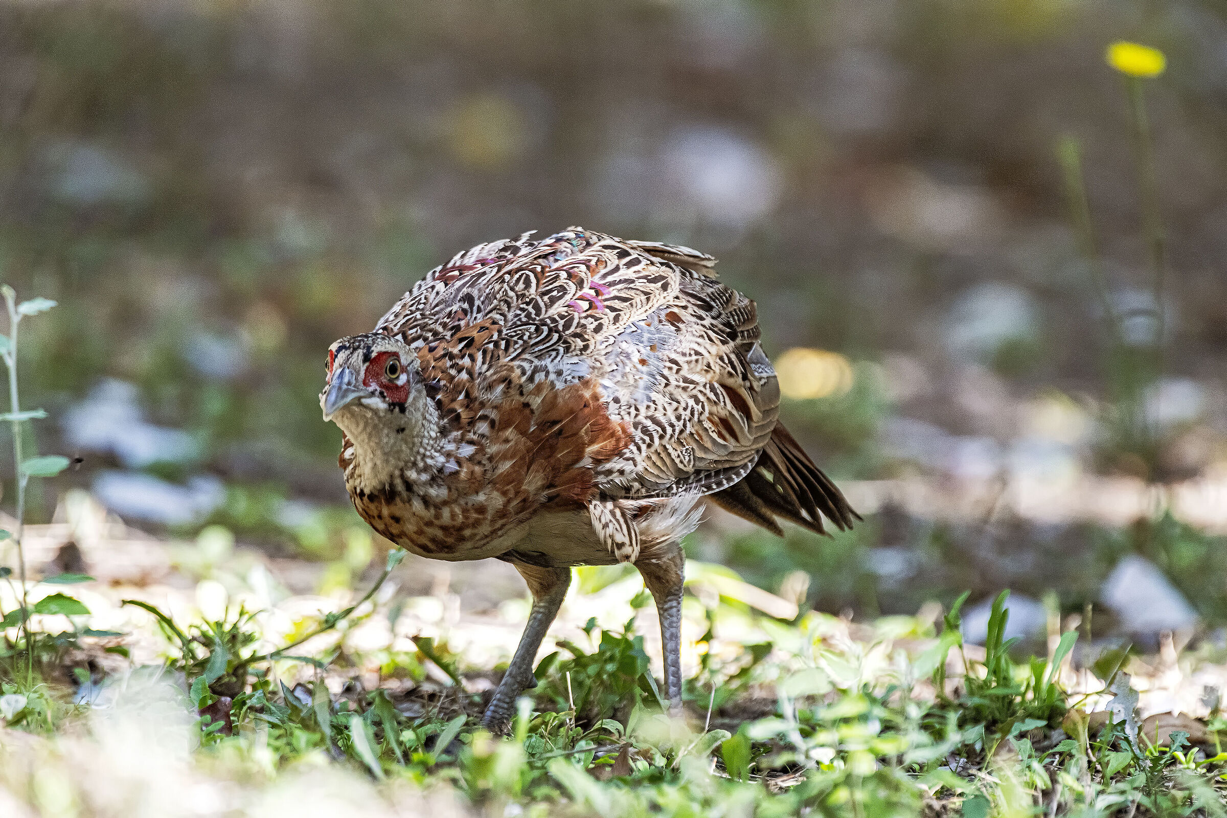 Young pheasant