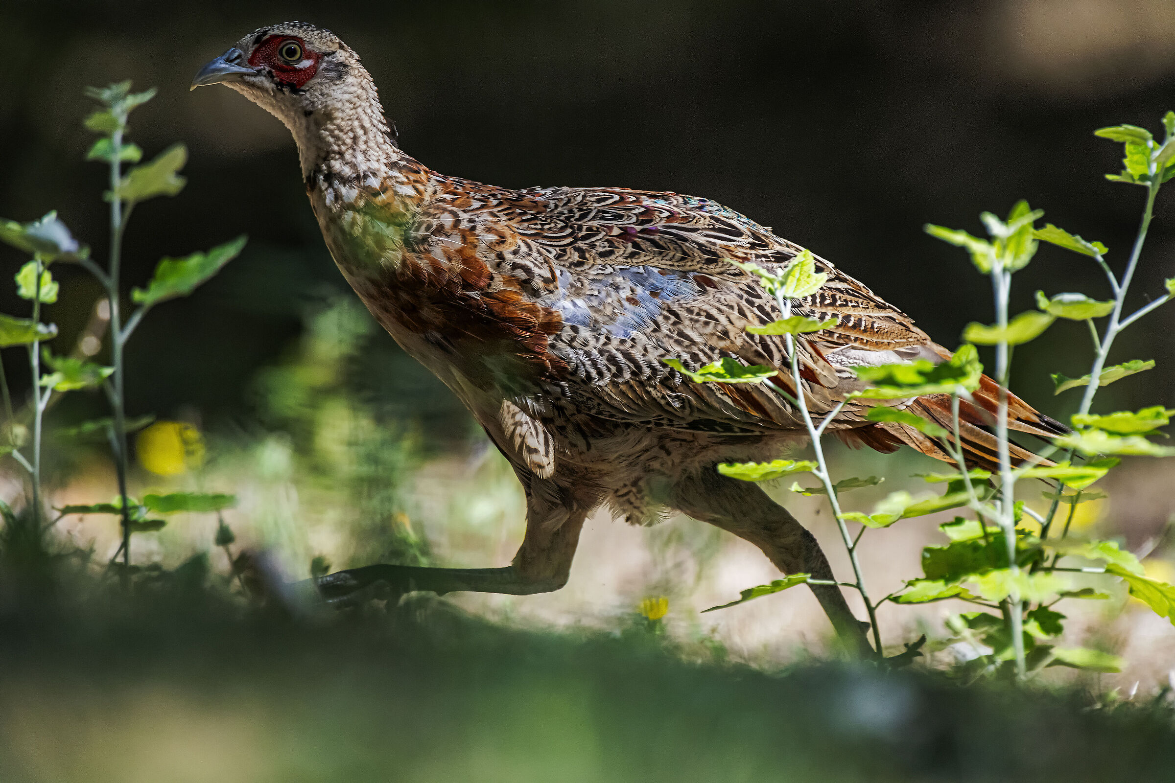 Pheasant on the run