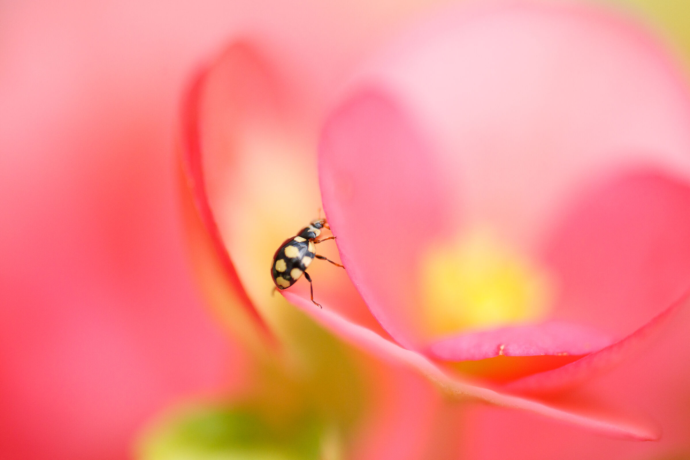 Mondo Gigante Bokeh