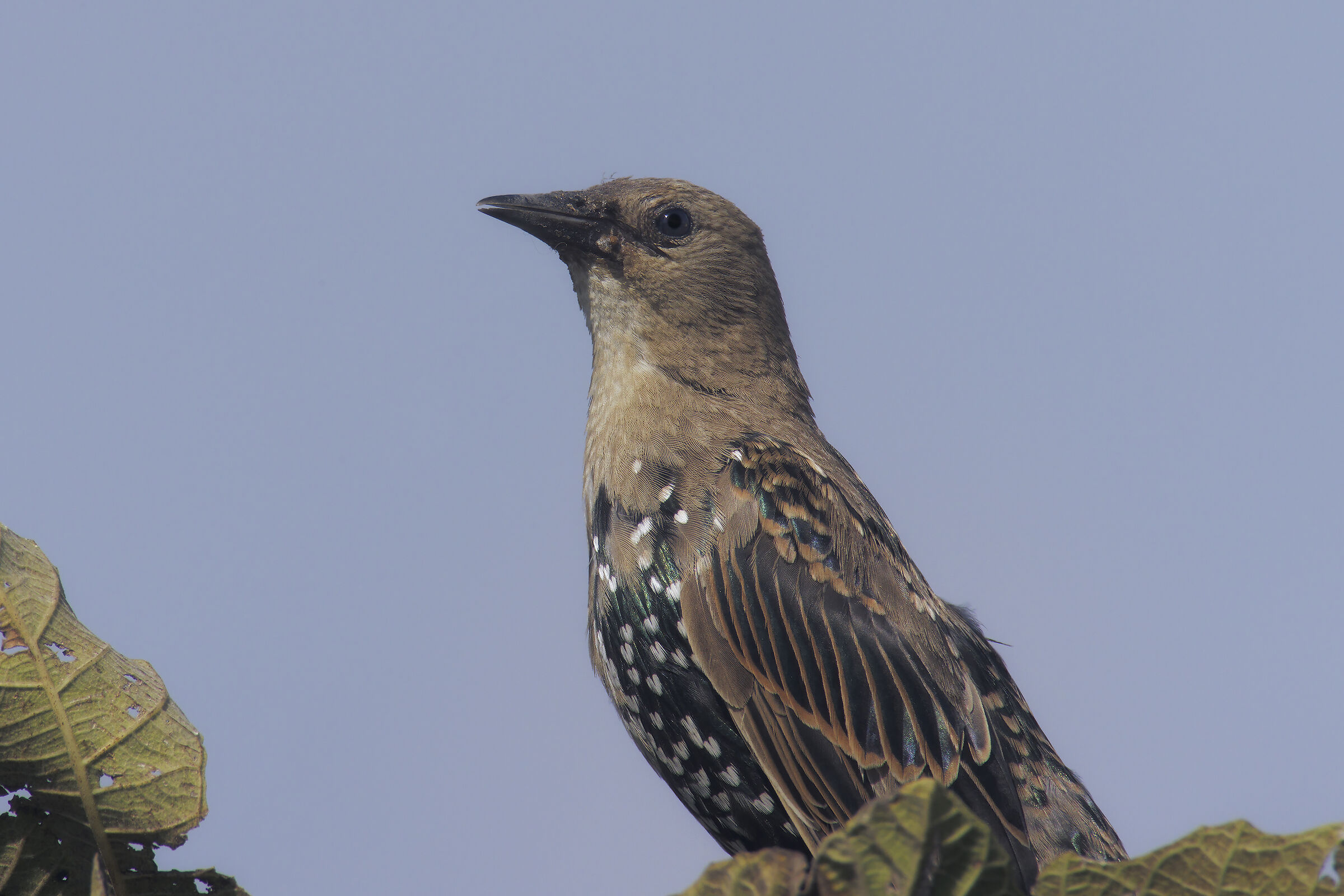 accrocchio r5 + adatt. + 1,4 sigma + 2x sigma