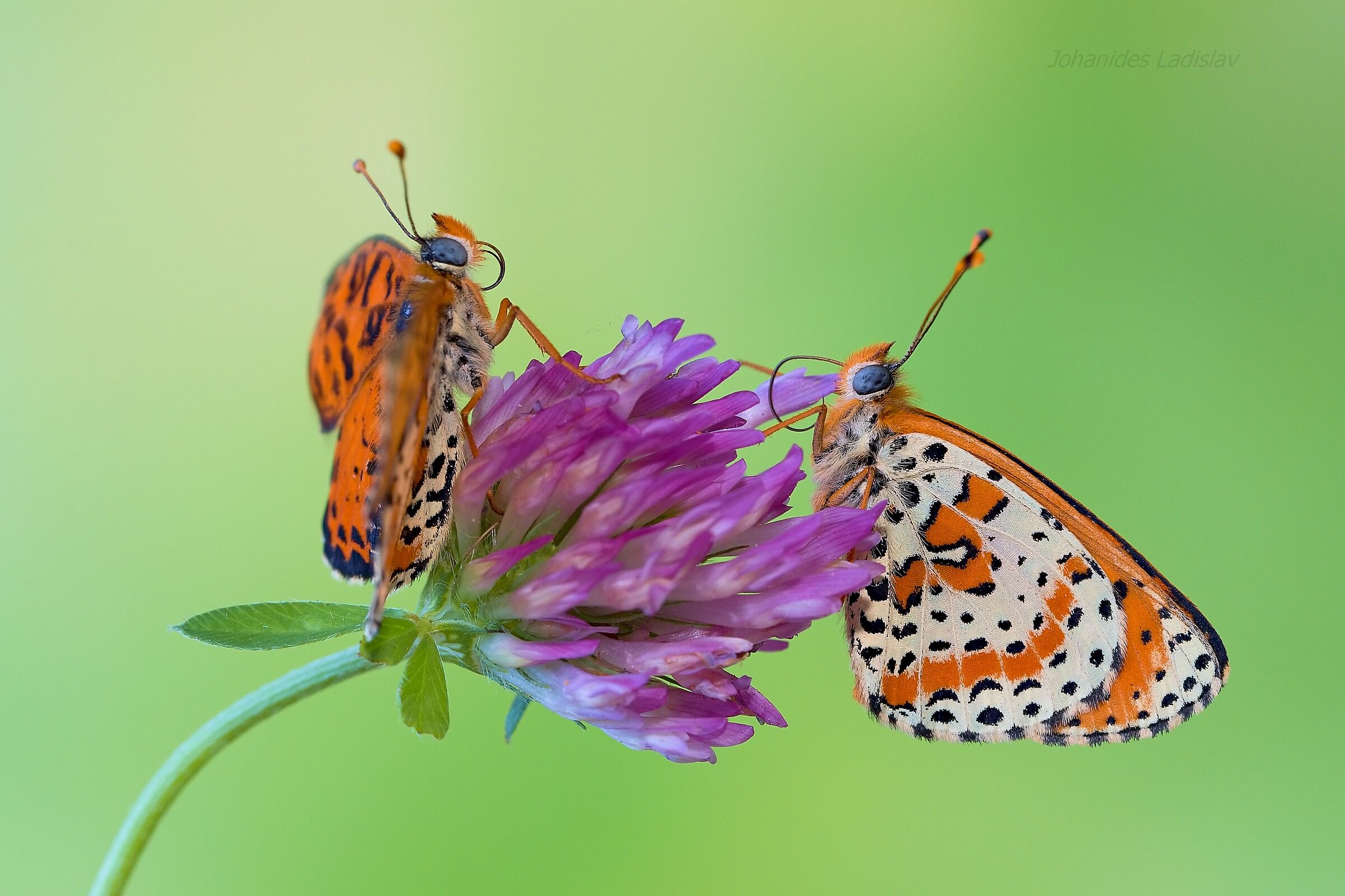 Melitaea didyma  Male  +  female