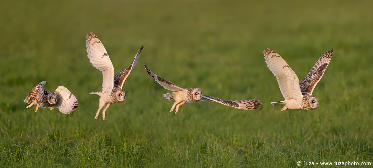 Sequence of 4 photos (the flight of the owl), 016583