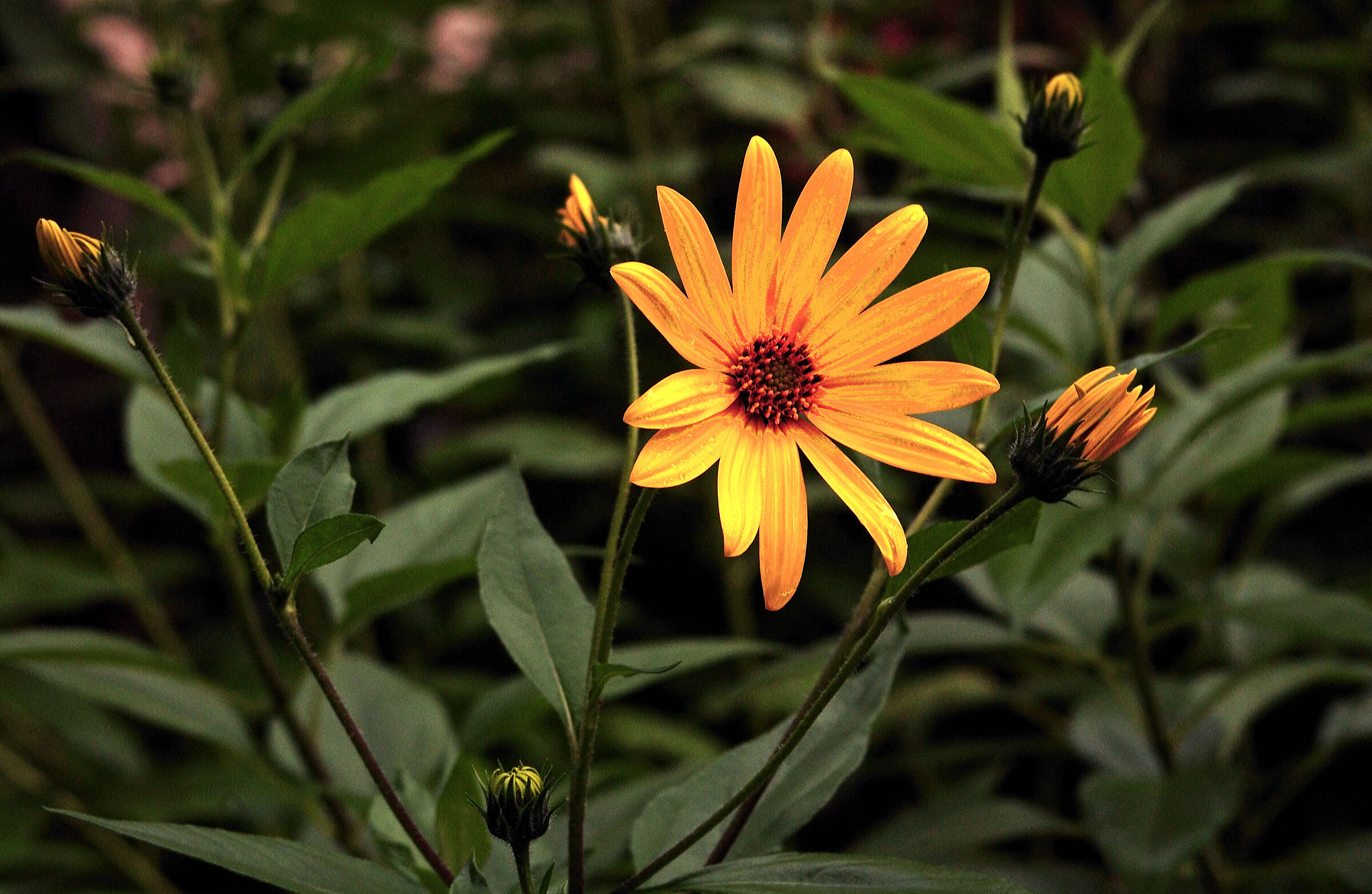 Helianthus tuberosus L.