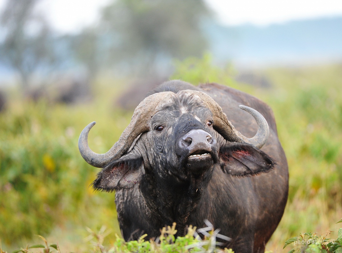 smelling buffalo