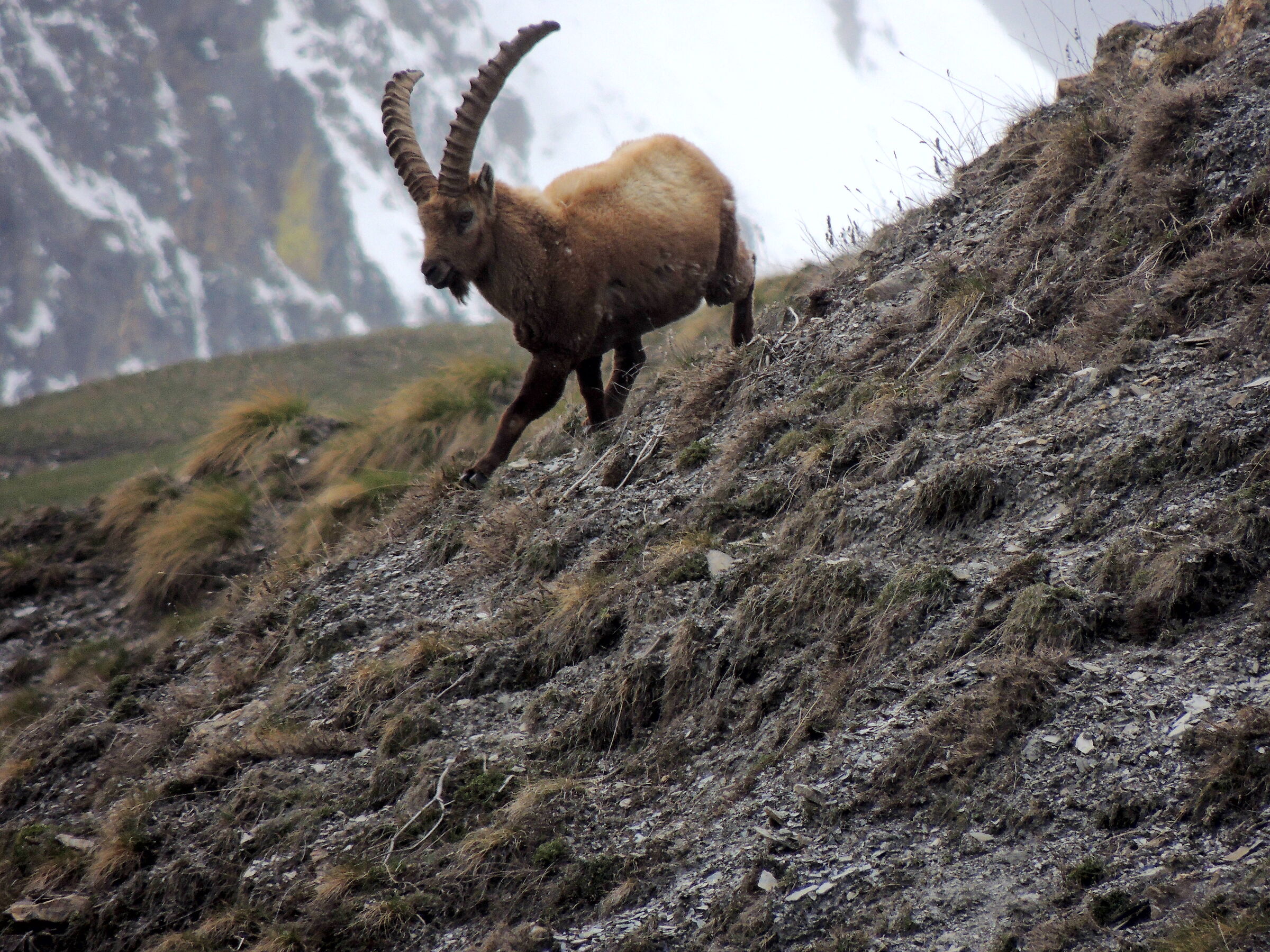 ibex