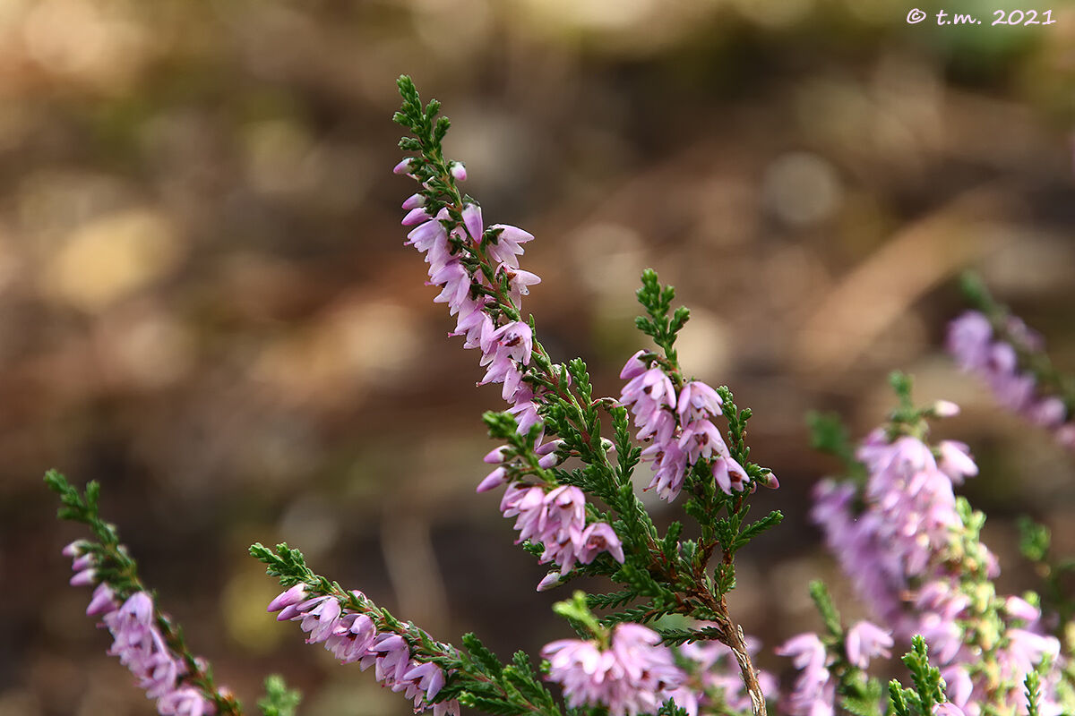 Calluna Vulgaris