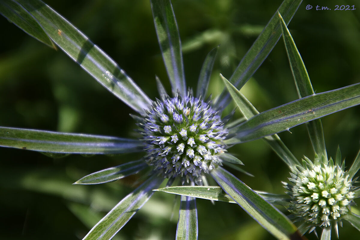 Calatreppola Ametistina