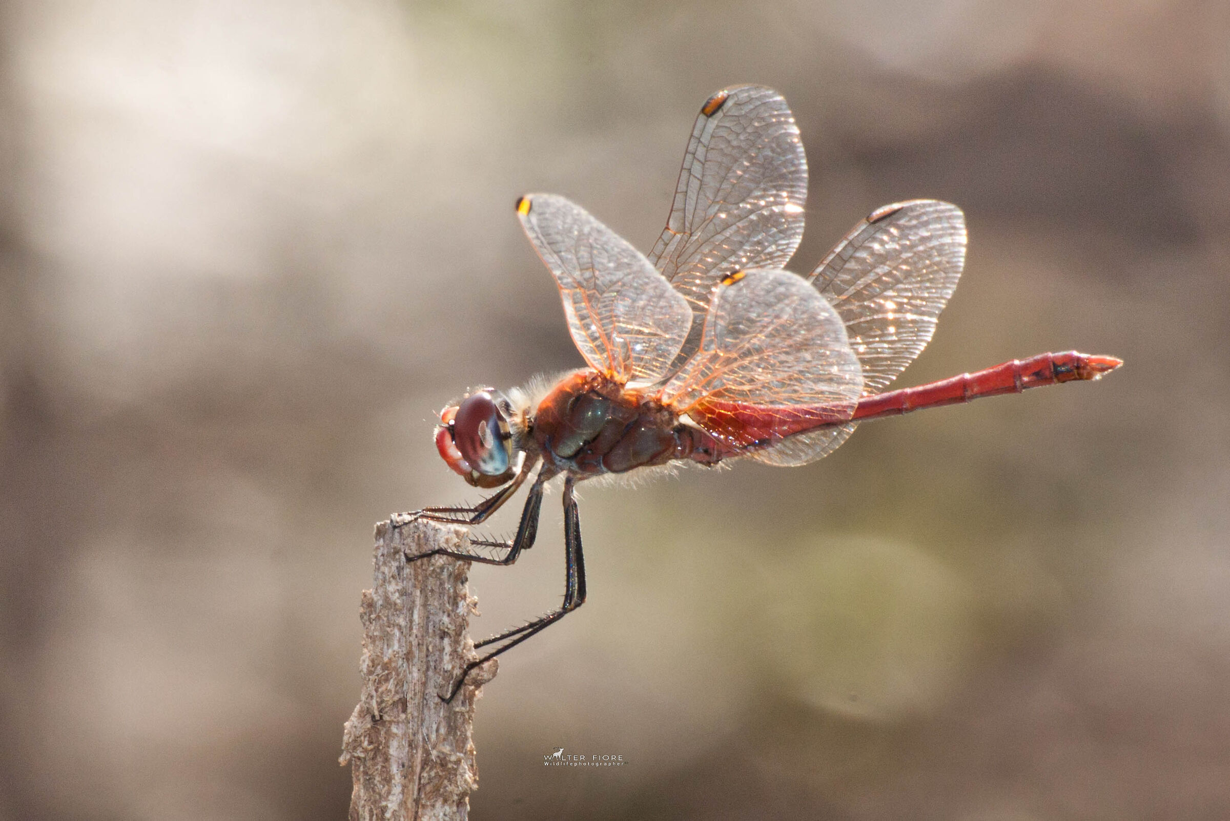 Dragonfly posing