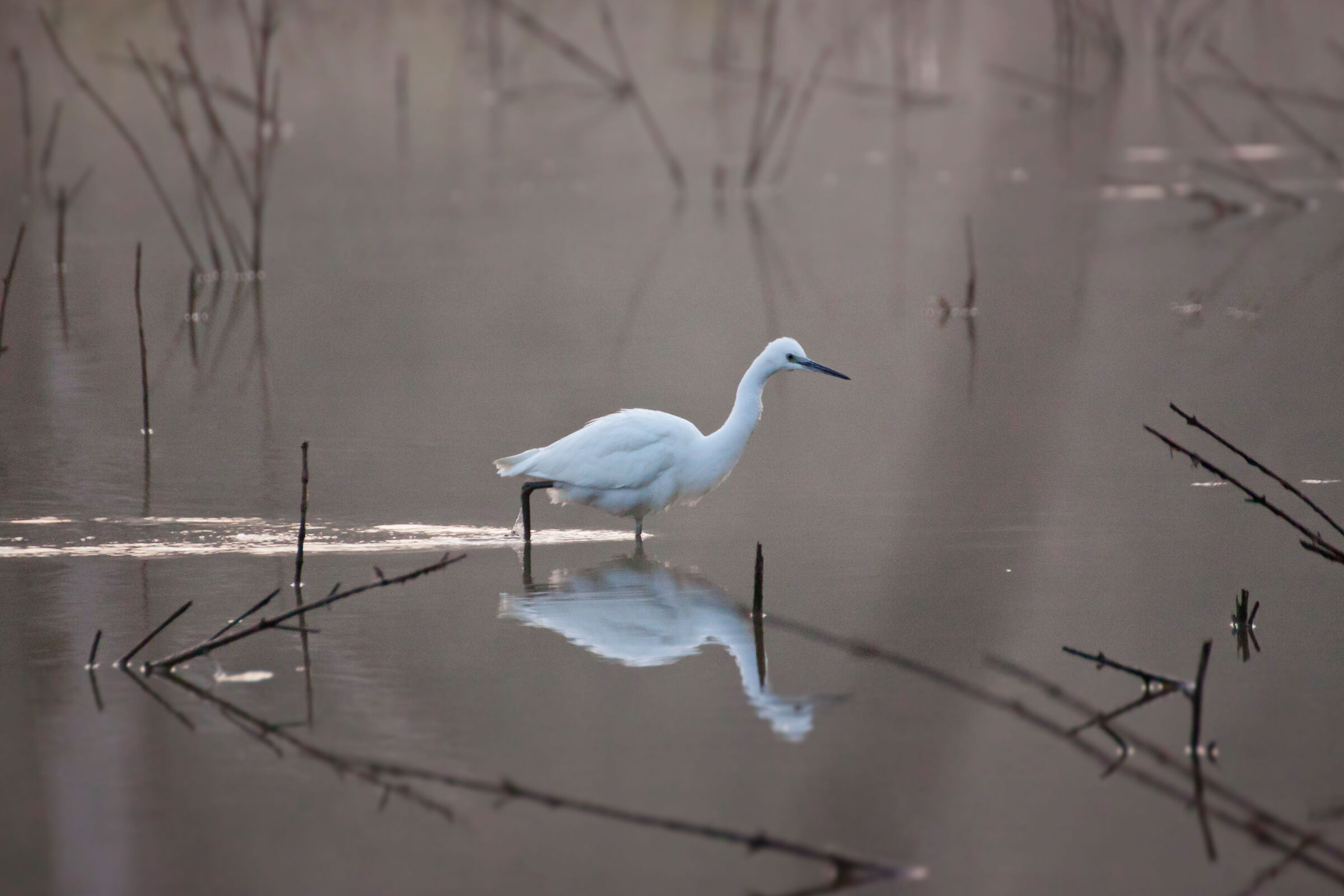 Fishing egret