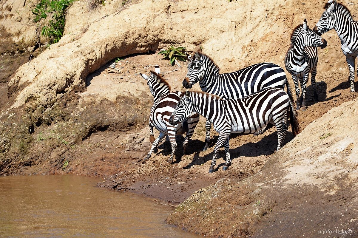 scared zebras at the Mara river