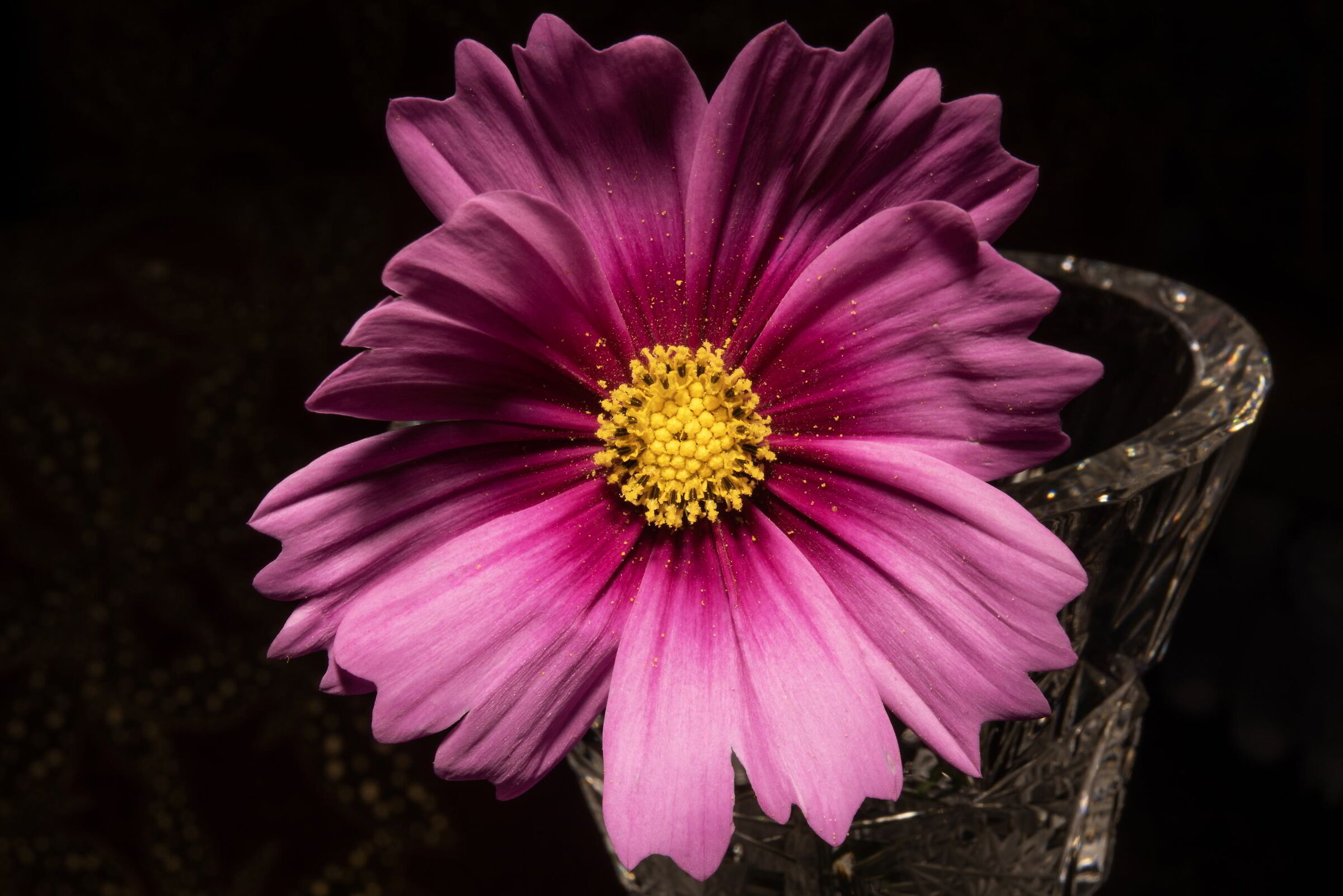 fiore dal giardino di casa 25.08.21