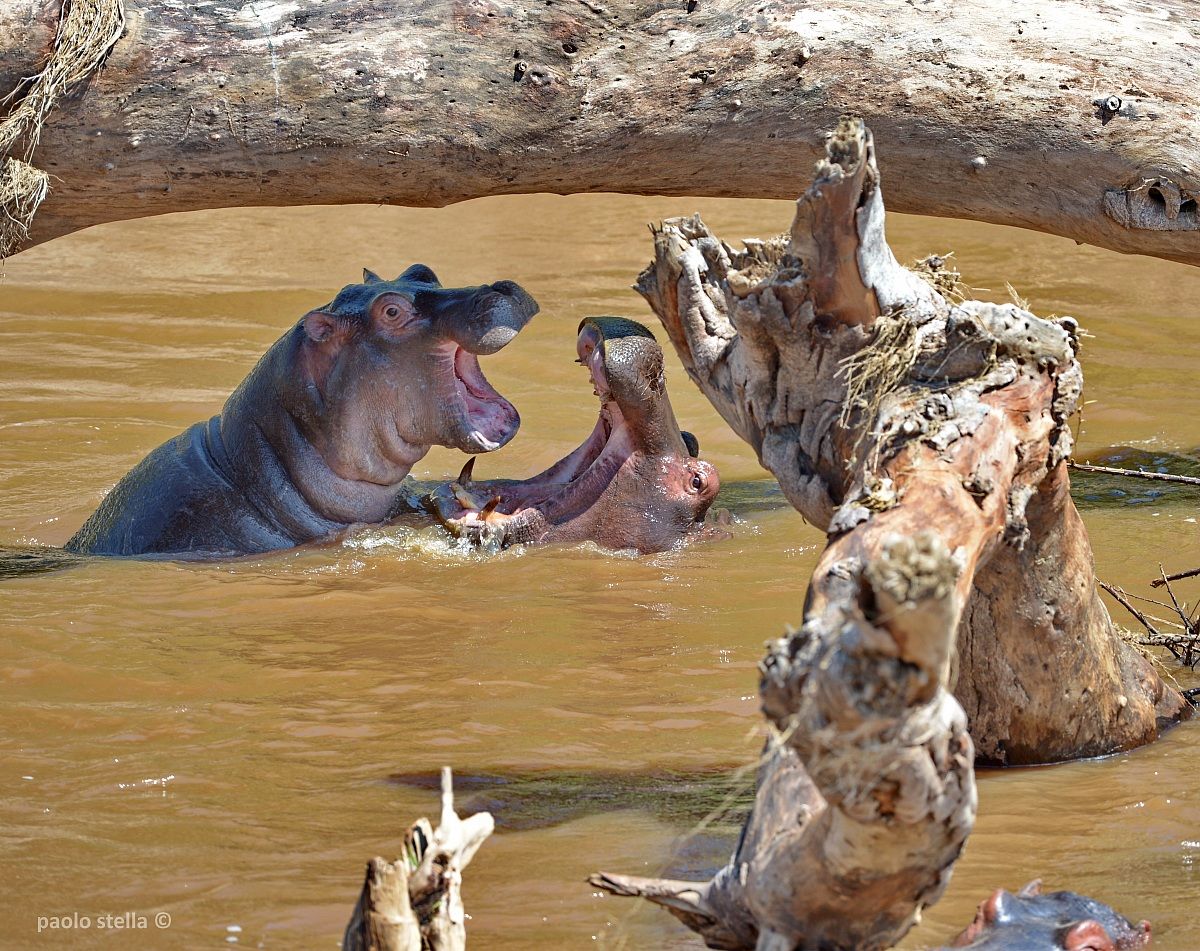 hippo games in the Mara river