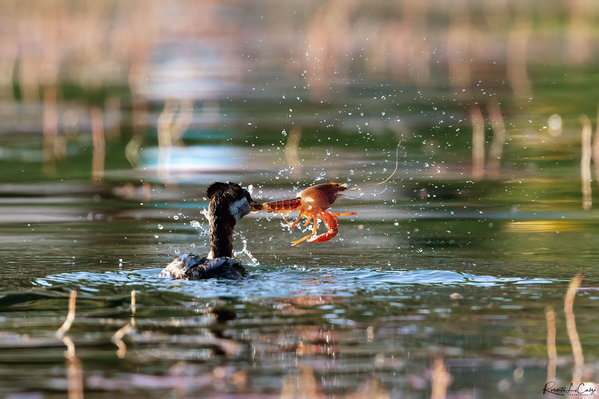 Svasso collorosso vs Gambero della Louisiana