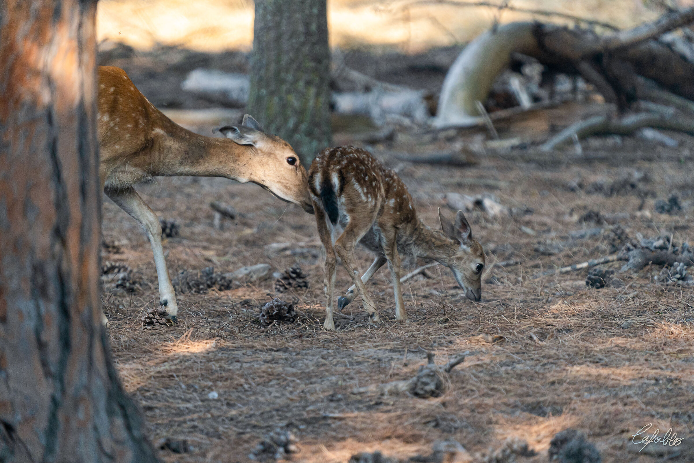 Deer - Maternal Love