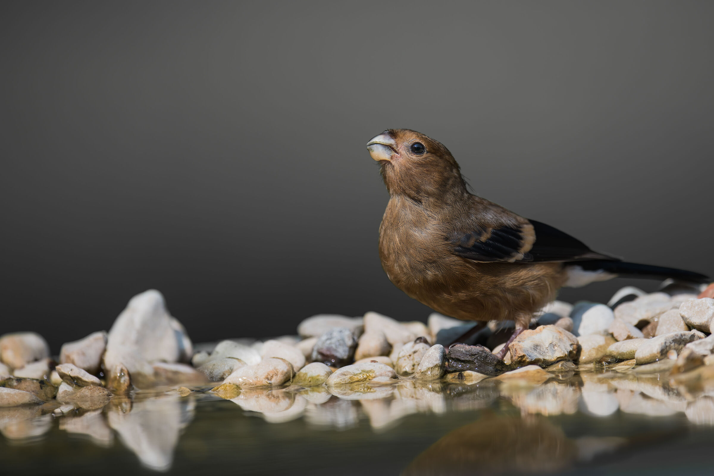 Bouvreuil pivoine juvénile