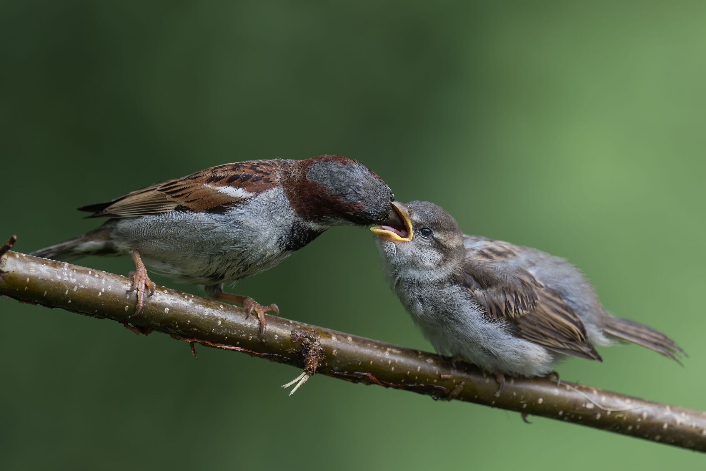 Moineaux domestiques