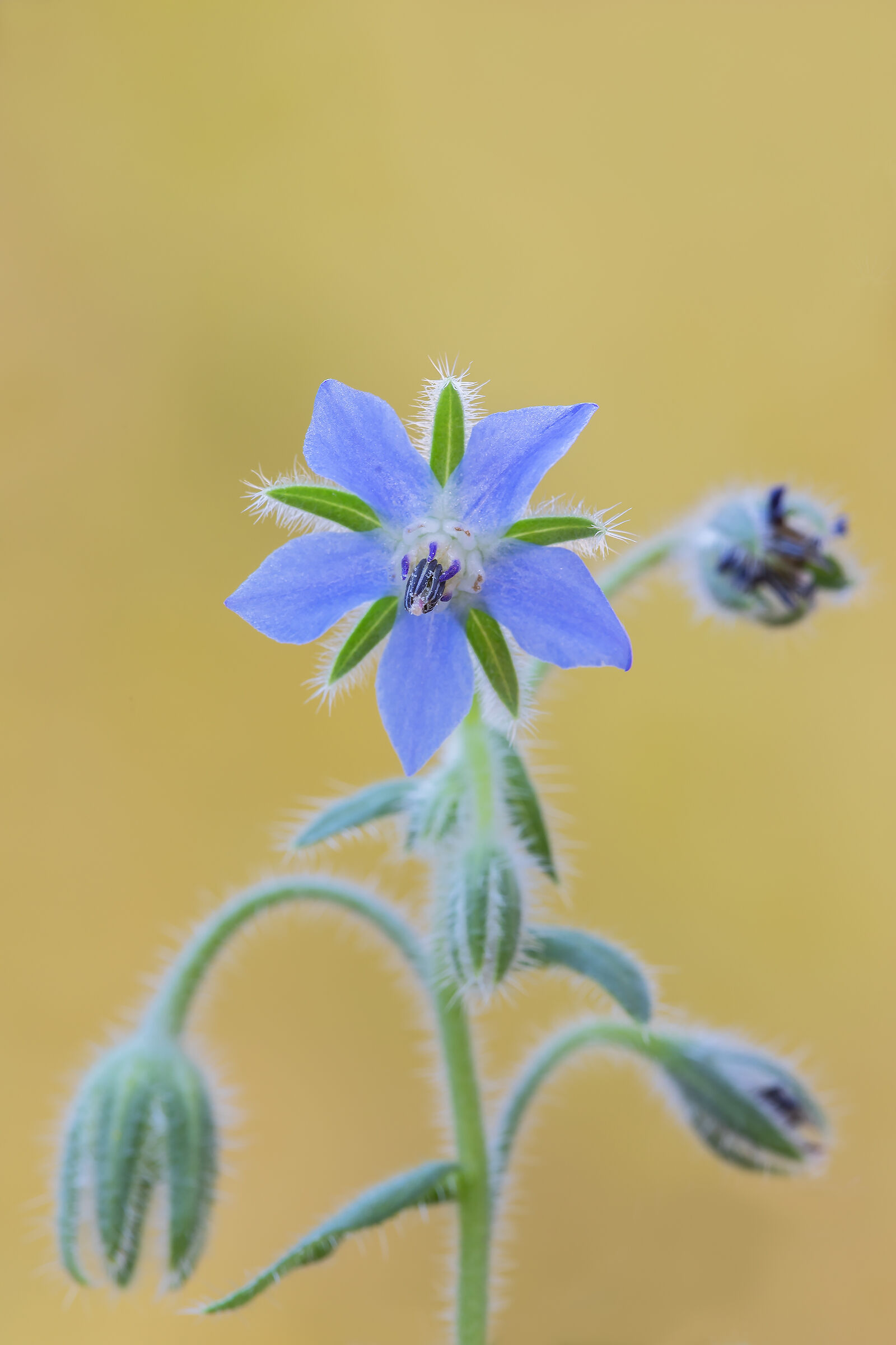 Borage
