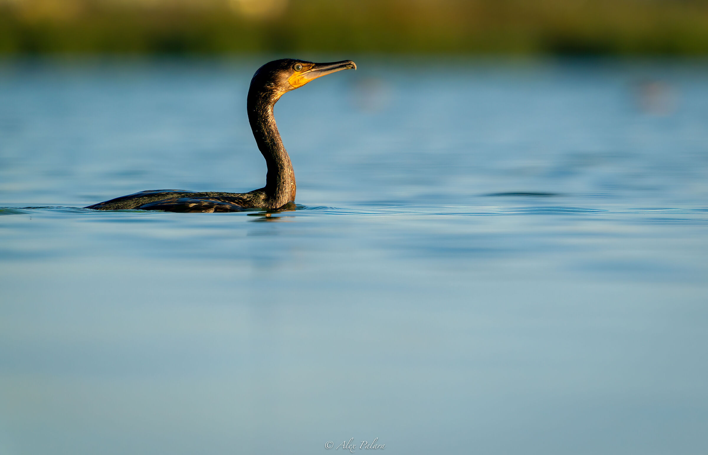 Cormorano a caccia