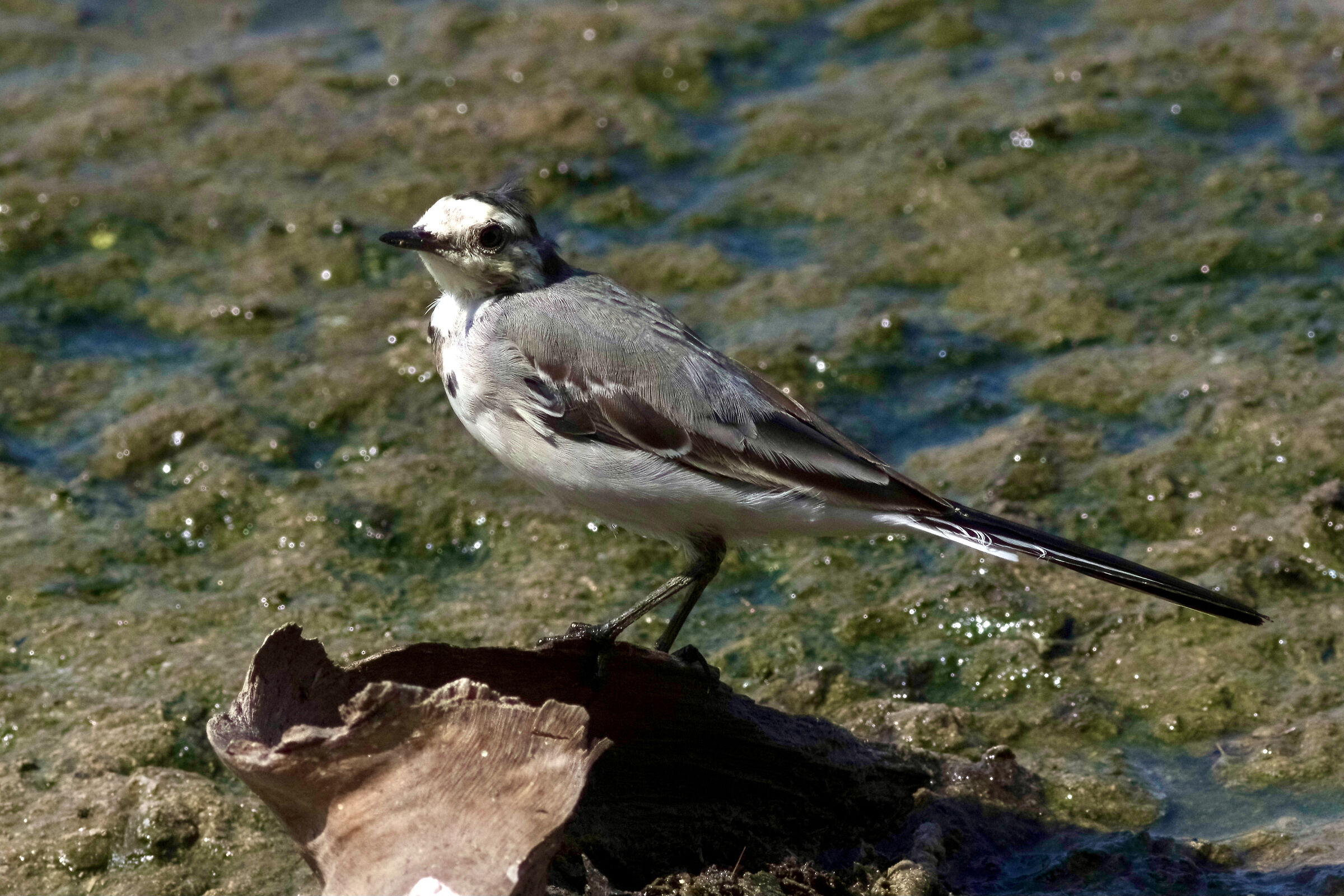 ballerina biana, motacilla alba