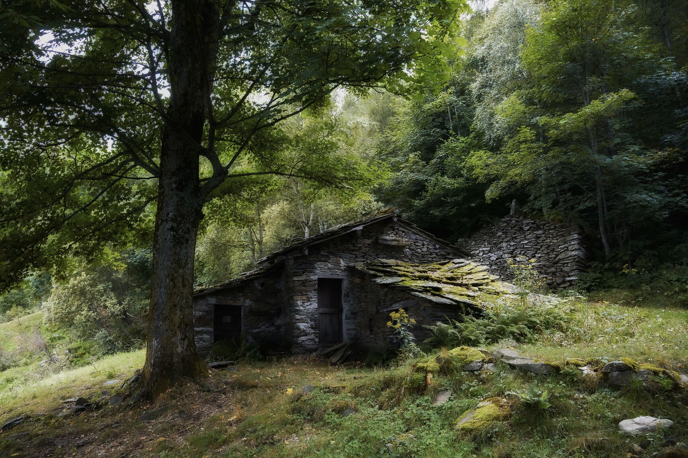 In the quiet of the woods