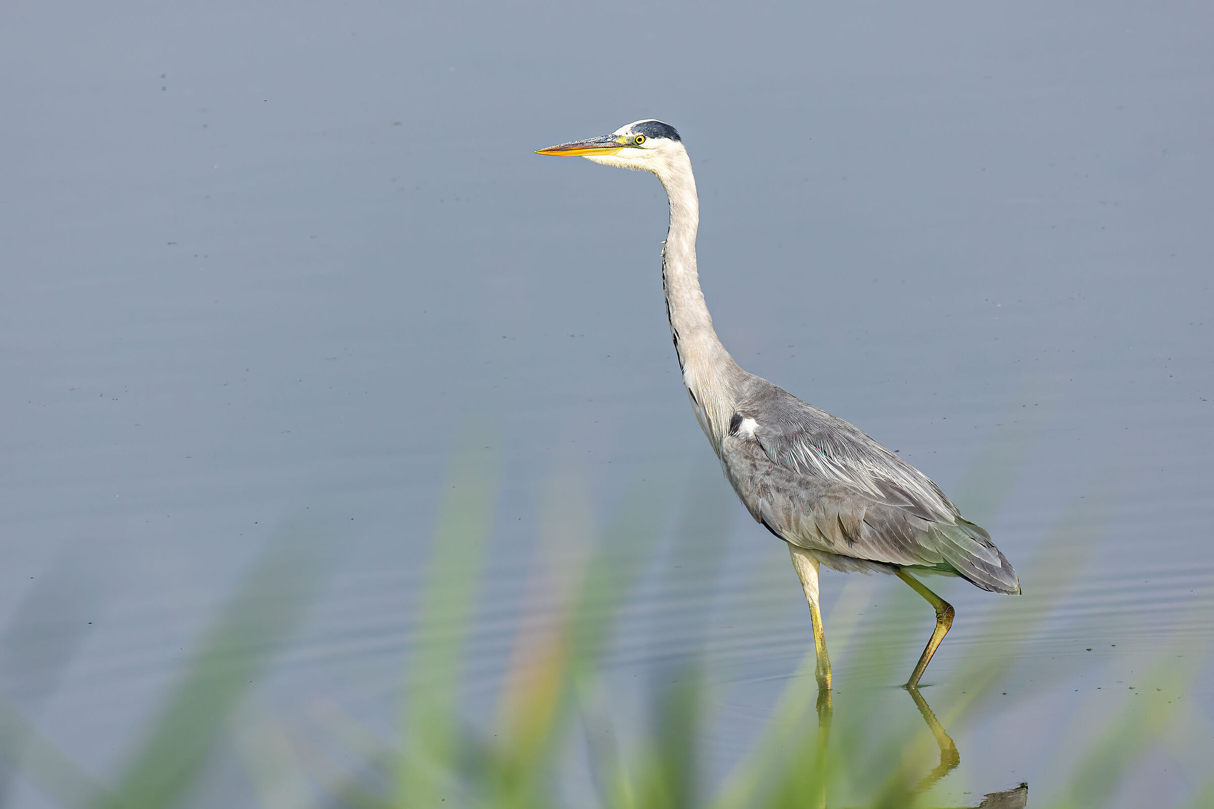 Grey heron