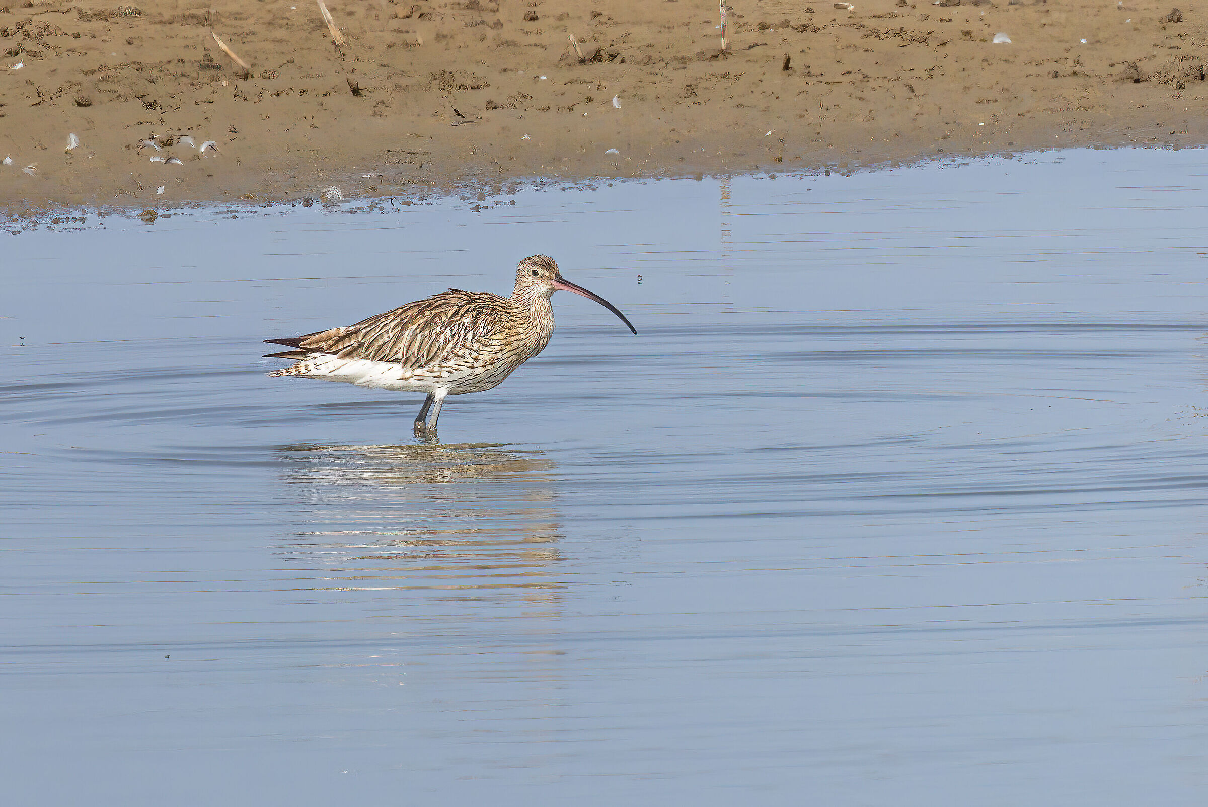 Curlew